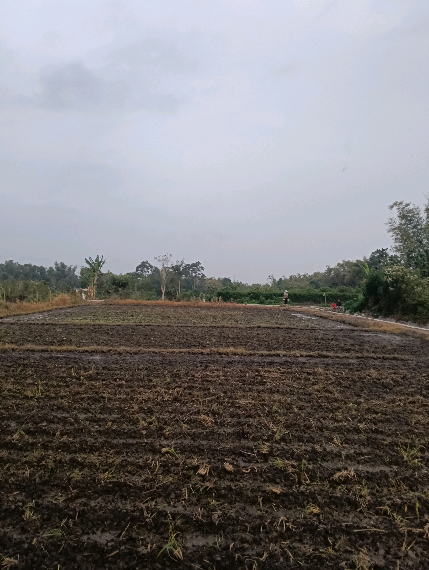 A field in Ampeldento, Indonesia, is shown under a cloudy sky. The foreground consists of a plowed field with dark, muddy soil and scattered dry vegetation. In the middle ground, a dirt path runs across the field, bordered by more cultivated land and some scattered trees. Further in the background, a dense line of trees forms the horizon, with some bamboo visible on the left. Two people are walking on the path, and another person is standing further down. The overall impression is a rural, agricultural landscape.