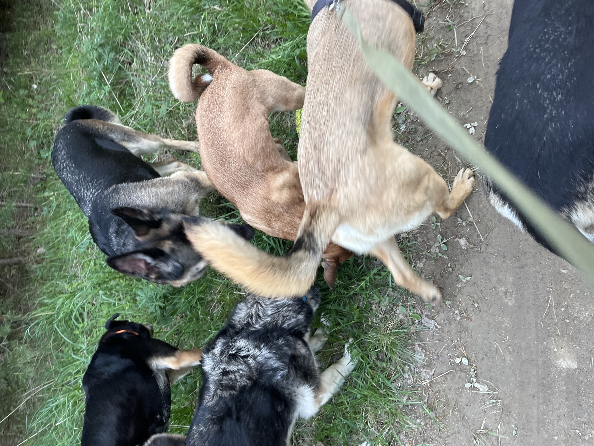 The image shows a gathering of dogs on grass and dirt ground. The dogs are different breeds and colors, including black, brown, and grey with white markings. The dogs appear to be interacting with each other, some sniffing or nuzzling each other. One dog is wearing an orange collar, and another dog has a leash attached to a collar. The background consists of grass and dirt. There is no information available to identify the location in the city of Nizhny Tagil, Russia.