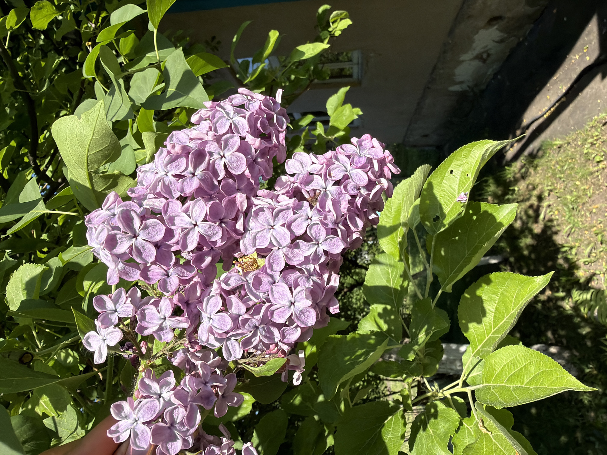 A close-up shot reveals a vibrant cluster of lilac flowers, light purple in color, surrounded by green leaves. The flowers are the main focal point, with some of the foliage appearing slightly blurred, suggesting a shallow depth of field. A building can be seen in the background and some grass. The lighting is bright and sunny, which enhances the colors in the scene. A human hand is present at the bottom of the shot.