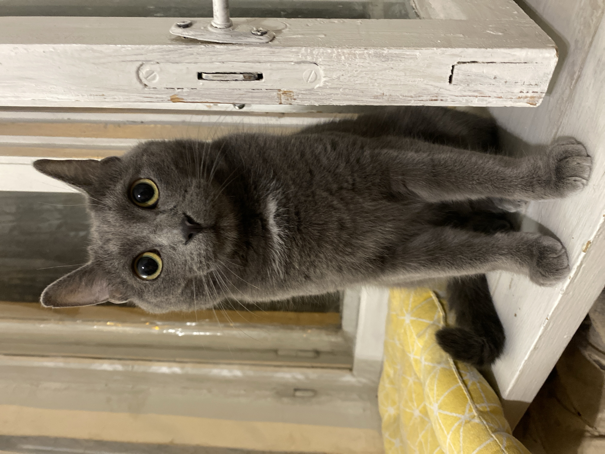 A medium shot captures a Russian Blue cat sitting on a windowsill indoors, its body facing forward and its head tilted slightly to the left. The cat is a solid grey color with large, round, yellow eyes that are looking directly at the camera. Its ears are pointed and alert.
The cat is positioned on a white wooden windowsill, with a yellow cushion patterned with a white geometric design placed to its left. Behind the cat, sheer curtains with vertical yellow stripes are visible. To the right of the cat, a white wooden window frame with peeling paint is in focus, showing a latch mechanism and some wear and tear. The overall lighting is dim, suggesting it might be evening or an overcast day. The background is blurred, with hints of more windowpanes and vertical elements.