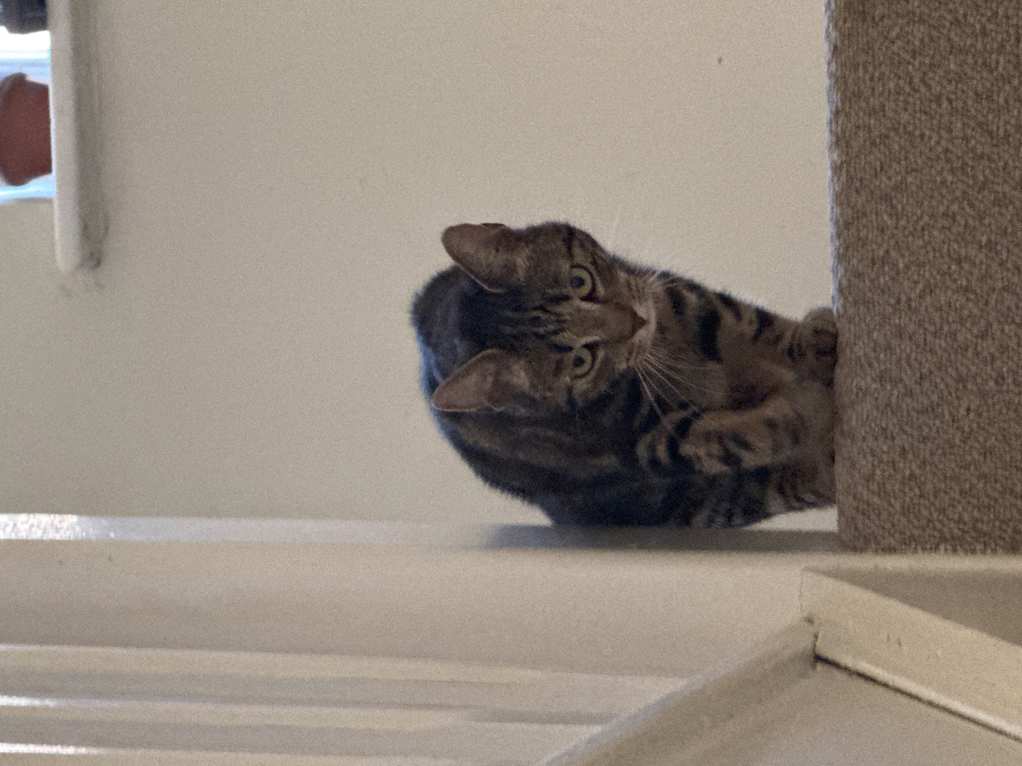 A tabby cat is resting on a white, horizontal surface, possibly a shelf or step. The cat's head is turned toward the viewer, with its eyes looking directly at the camera. The cat's paws are visible near a beige-colored, carpeted vertical object, possibly a cat tree or scratching post. The background is a plain white wall. There is no indication of location in the city of Desborough, United Kingdom.