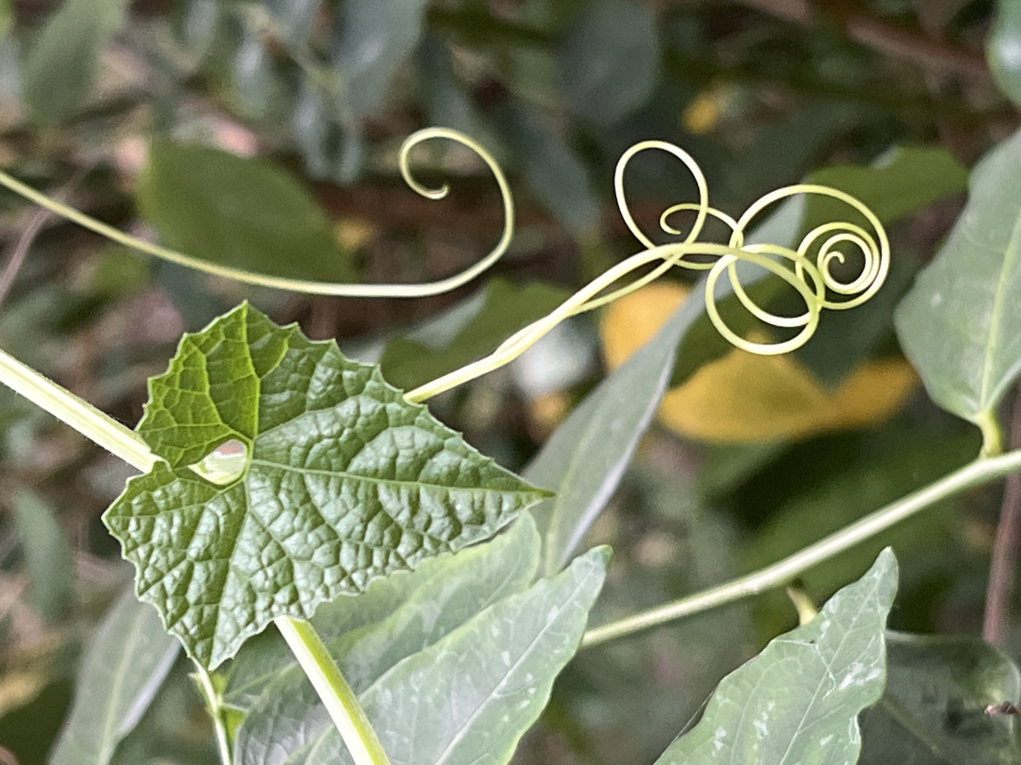 This image is a close-up, eye-level shot of a vibrant green plant with a leaf and tendrils. The leaf is heart-shaped with a serrated edge and prominent veins, appearing to be the focal point. Two delicate, light yellow tendrils are visible, one extending upwards and curving slightly, the other coiling into a complex spiral shape at the bottom. The background is a soft blur of greens and browns, suggesting a natural, possibly garden or forest environment. The lighting is natural and diffused, highlighting the textures of the leaf and tendrils. There are no people or man-made objects present. The specific location of Meliau Hulu, Indonesia, is not discernible from the visual information in the image.