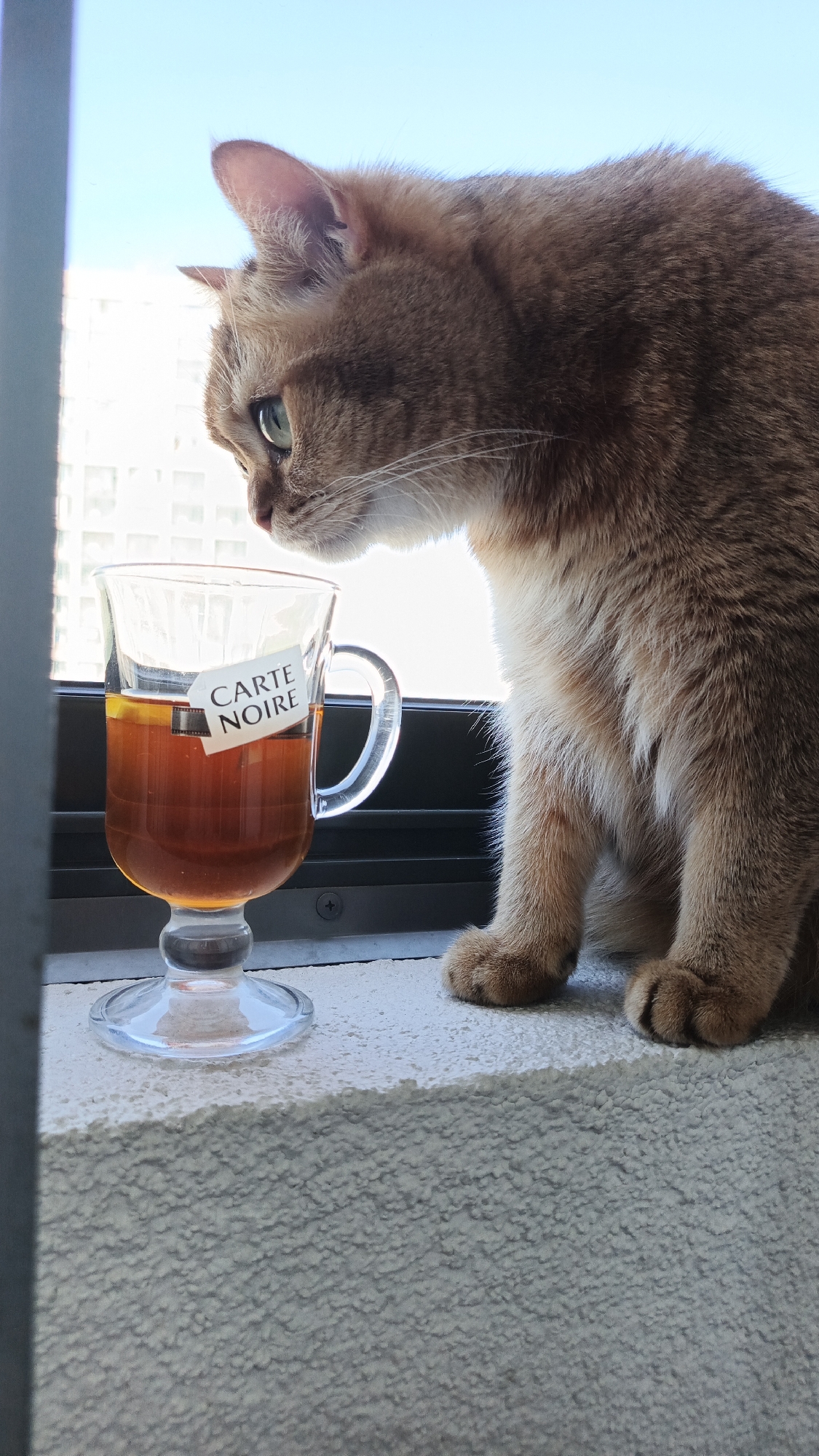 A ginger cat sits on a windowsill next to a glass of tea, looking out at a cityscape under a bright blue sky. The cat is in sharp focus, with its fur detailed and its green eyes visible. The glass of tea, a clear stemmed glass, contains a dark liquid and a tag reading "CARTE NOIRE" is attached to its side. The windowsill is textured and appears to be made of concrete or a similar material. In the background, blurred buildings are visible, suggesting an urban environment. The lighting suggests it is daytime. The image is framed with a vertical element on the left side, possibly a window frame or railing. This scene could be in Yekaterinburg, Russia, given the urban backdrop.