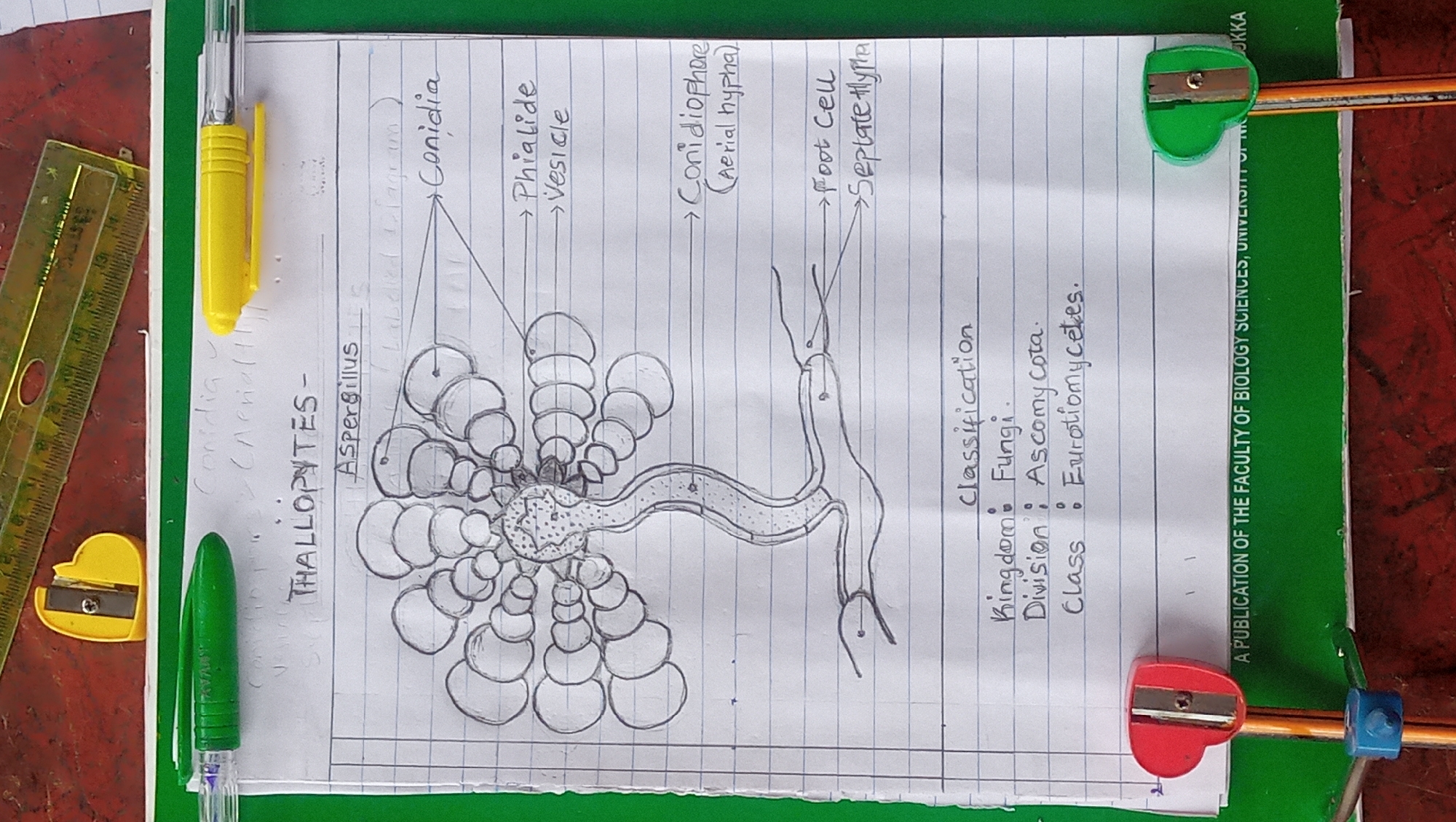 The image shows a close-up, overhead view of a piece of paper with a biological drawing and text, likely from a notebook. The drawing depicts a magnified view of a mold, identified as Aspergillus. Various parts of the mold are labeled, including conidia, phialide, vesicle, conidiophore (aerial hypha), foot cell, and septate hypha. Below the drawing, a classification is provided: Kingdom: Fungi, Division: Ascomycota, Class: Eurotiomycetes. The paper is supported by a green folder or binder, part of which has text printed on it that reads "A PUBLICATION OF THE FACULTY OF BIOLOGY SCIENCES, UNIVERSITY OF NK-" followed by what appears to be the end of "NNKK". This suggests the image was taken in Nsukka, Nigeria, likely at the University of Nigeria, Nsukka. Two pencil sharpeners, one red and one green, are positioned on the left and right sides of the green folder, respectively, and appear to be part of a display or educational setup. A ruler is visible at the top of the image. The lighting suggests an indoor setting. There are no people or actions depicted in the image.
