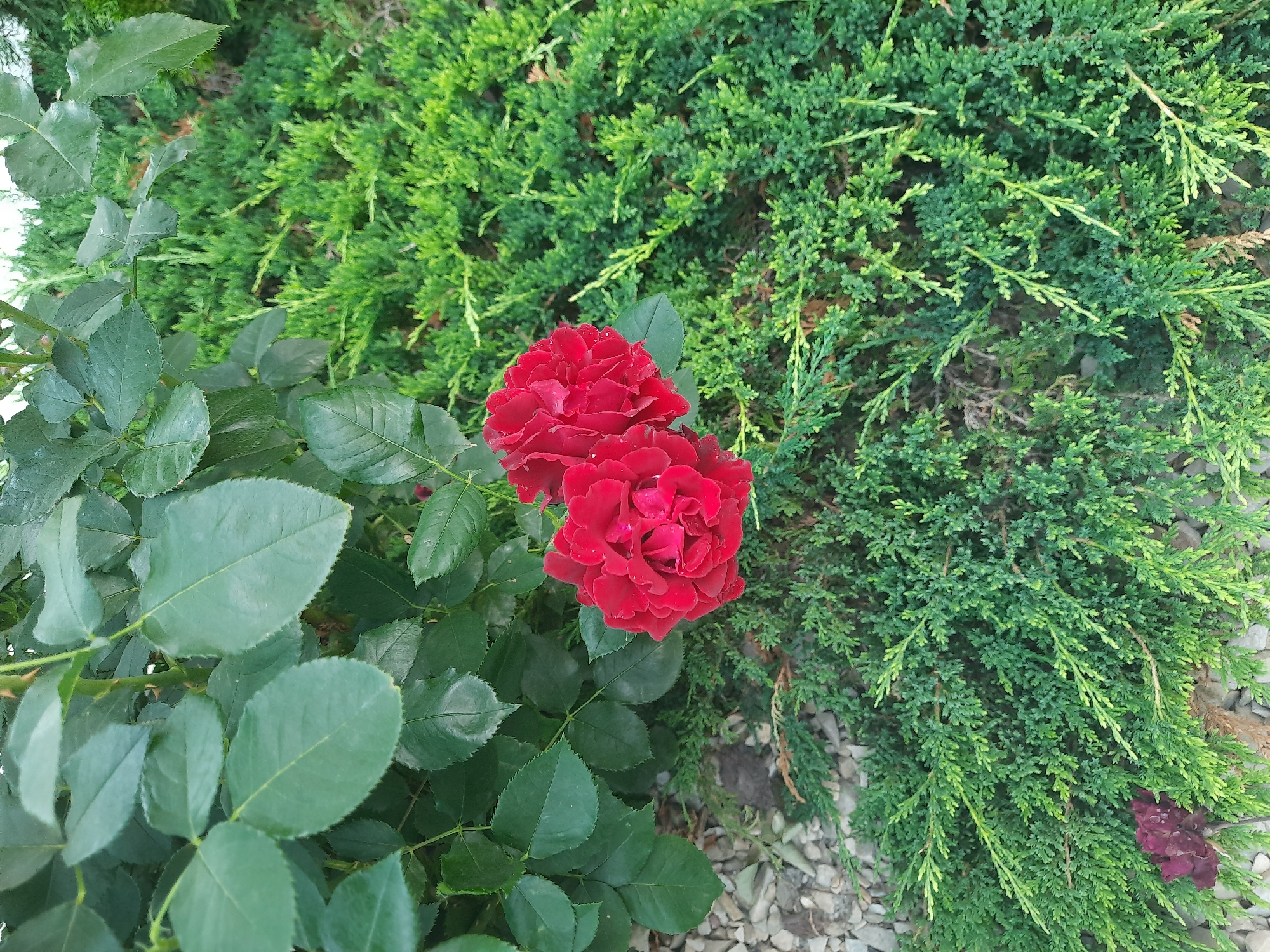In Keleberda, Ukraine, two vibrant red roses bloom amidst lush green foliage. The roses are the central focus, with their velvety petals unfurling to reveal their intricate beauty. To the left of the roses, dark green rose leaves form a dense canopy, providing a striking contrast to the bright red of the flowers. To the right and below the roses, a carpet of feathery, light green juniper bushes stretches across the frame, adding texture and depth to the scene. The ground beneath the plants is covered in a layer of pale gray gravel, suggesting an outdoor setting, perhaps a garden or park. A single dark, wilted rose lies partially obscured by the juniper on the lower left, hinting at the transient nature of these blossoms. The overall impression is one of natural beauty and vibrant color.