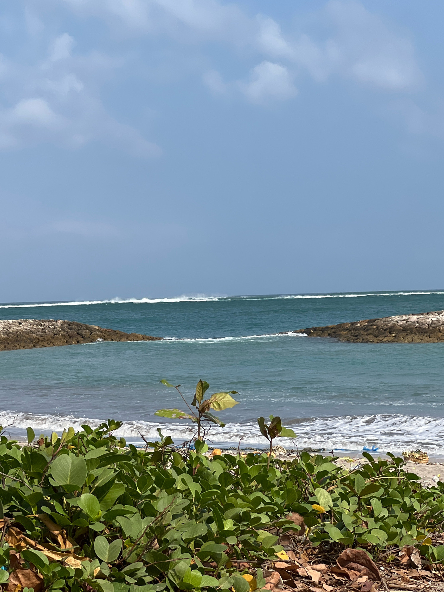 The image depicts a coastal scene in Kuta, Indonesia, likely on a beach. In the foreground, a dense patch of green vegetation with large, heart-shaped leaves covers the lower portion of the frame. Scattered among the plants are dry leaves and some debris, suggesting a natural but slightly unkempt area. The middle ground features a sandy beach with the ocean waves gently rolling in, creating white foam as they reach the shore. Two man-made breakwaters, constructed from large, rough-hewn stones, extend into the water from the left and right sides, framing a channel of calmer sea. Beyond the breakwaters, the turquoise ocean stretches towards the horizon. In the distance, a line of breaking waves is visible, indicating a stronger swell further out. The sky above is a pale blue, with scattered white clouds. The overall impression is of a bright, sunny day at a tropical beach, with the breakwaters suggesting an area that may experience significant wave action.