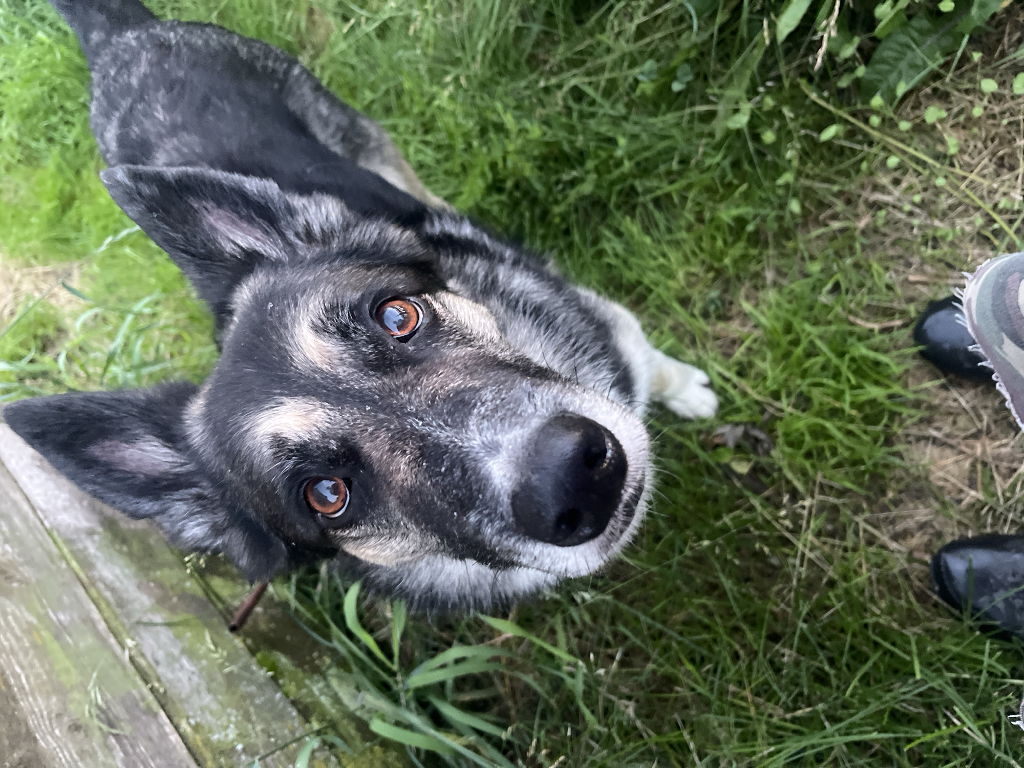 This is a high-angle, close-up photograph of a German Shepherd dog looking upwards towards the camera. The dog has black, gray, and tan fur, with distinctive markings around its eyes and muzzle. Its eyes are a warm brown and appear to be reflecting the light. The dog's ears are perked up, and its nose is black and moist. The dog is standing on green grass. In the foreground, the feet of a person wearing black boots and camouflage-patterned footwear are visible. To the left of the dog, a weathered wooden structure, possibly a fence or a part of a building, can be seen. The scene appears to be outdoors, in a grassy area, likely a yard or a park. There is no identifiable information that would place this image in Nizhny Tagil, Russia.