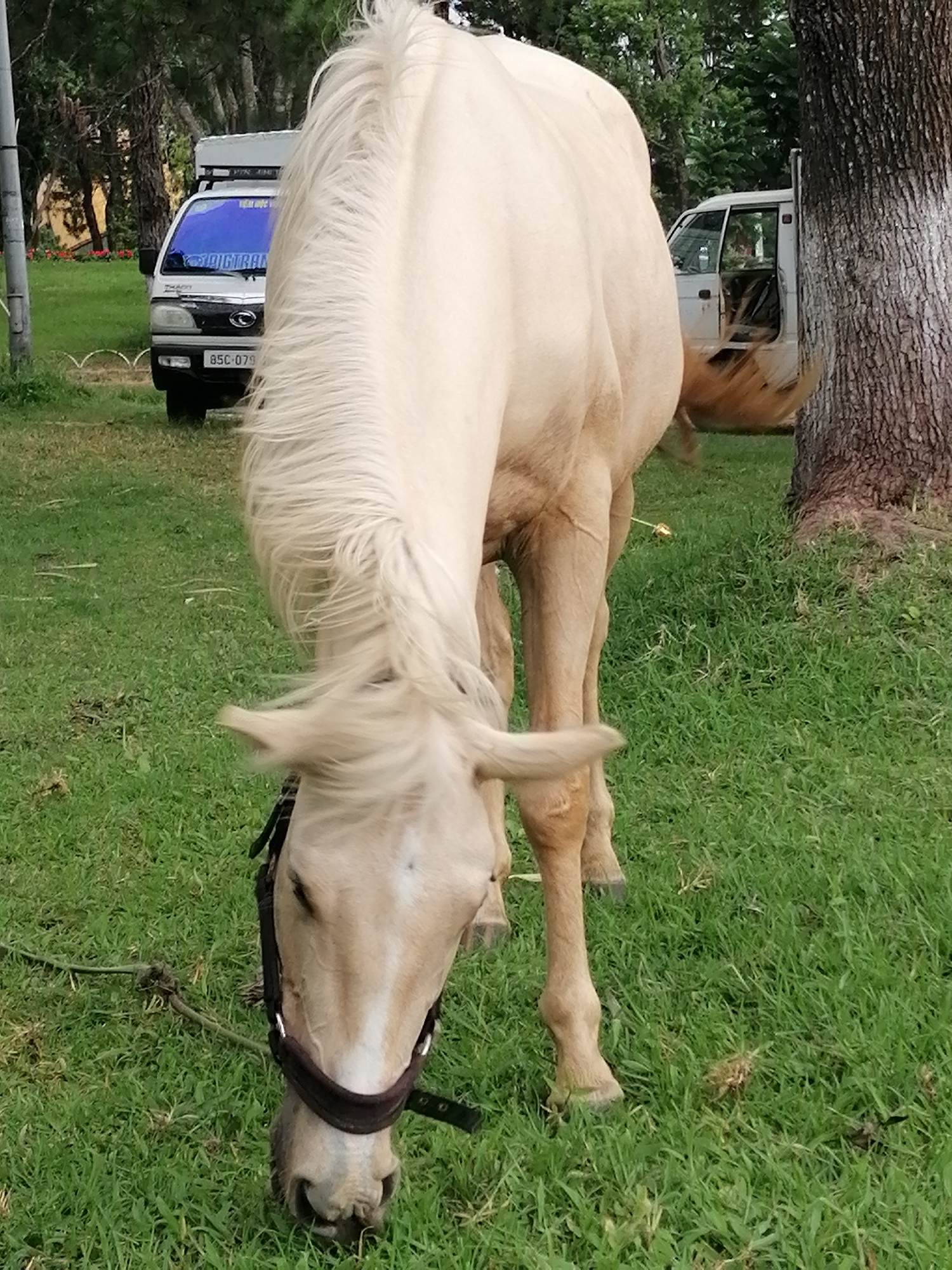 A light-colored horse is grazing in a grassy area, its head lowered to the ground. The horse is wearing a dark halter and appears to be tethered by a rope to the ground. In the background, a white pickup truck with a blue tinted windshield is parked. The license plate on the truck reads "85C-079". To the right of the truck, another white vehicle, possibly a van, is partially visible. The scene is set in a park-like environment with trees in the background, some of which are large and mature with rough bark. The ground is covered in green grass. This location is likely in Da Lat, Vietnam, given the presence of the vehicle and the general environment.