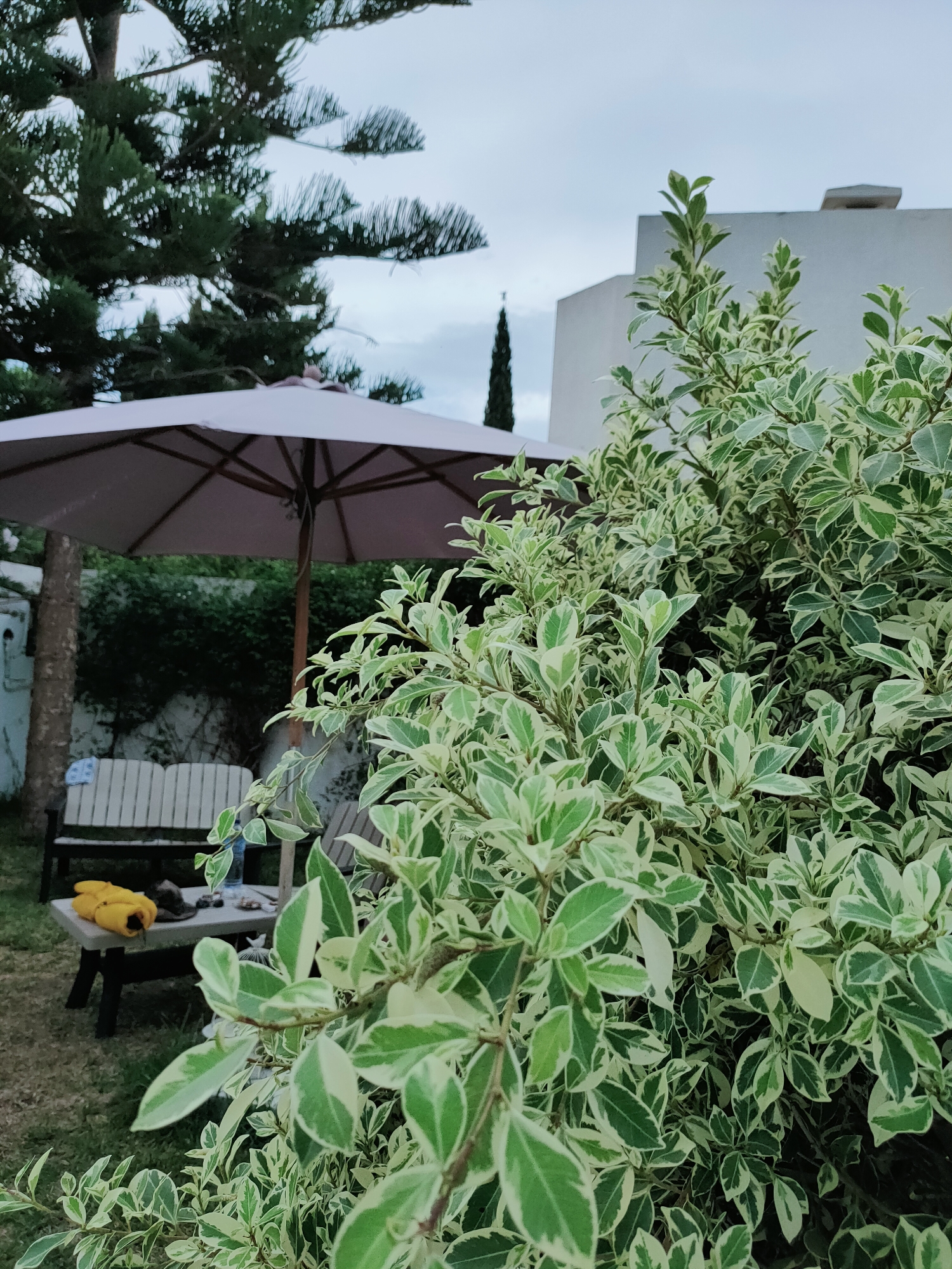 This image depicts a garden scene in Mrezga, Tunisia, under an overcast sky. In the foreground, a lush green and variegated shrub with ovate leaves dominates the right side of the frame. Behind it, a portion of a modern white building is visible on the upper right. To the left, a large, light pink umbrella provides shade over a picnic table. On the table, a bright yellow object, possibly a bag or tool, and some scattered items are present. Adjacent to the table is a wooden bench with a striped blue and white cushion. A tall, dark green evergreen tree stands behind the bench, its needles fanning out. The ground is covered in green grass.