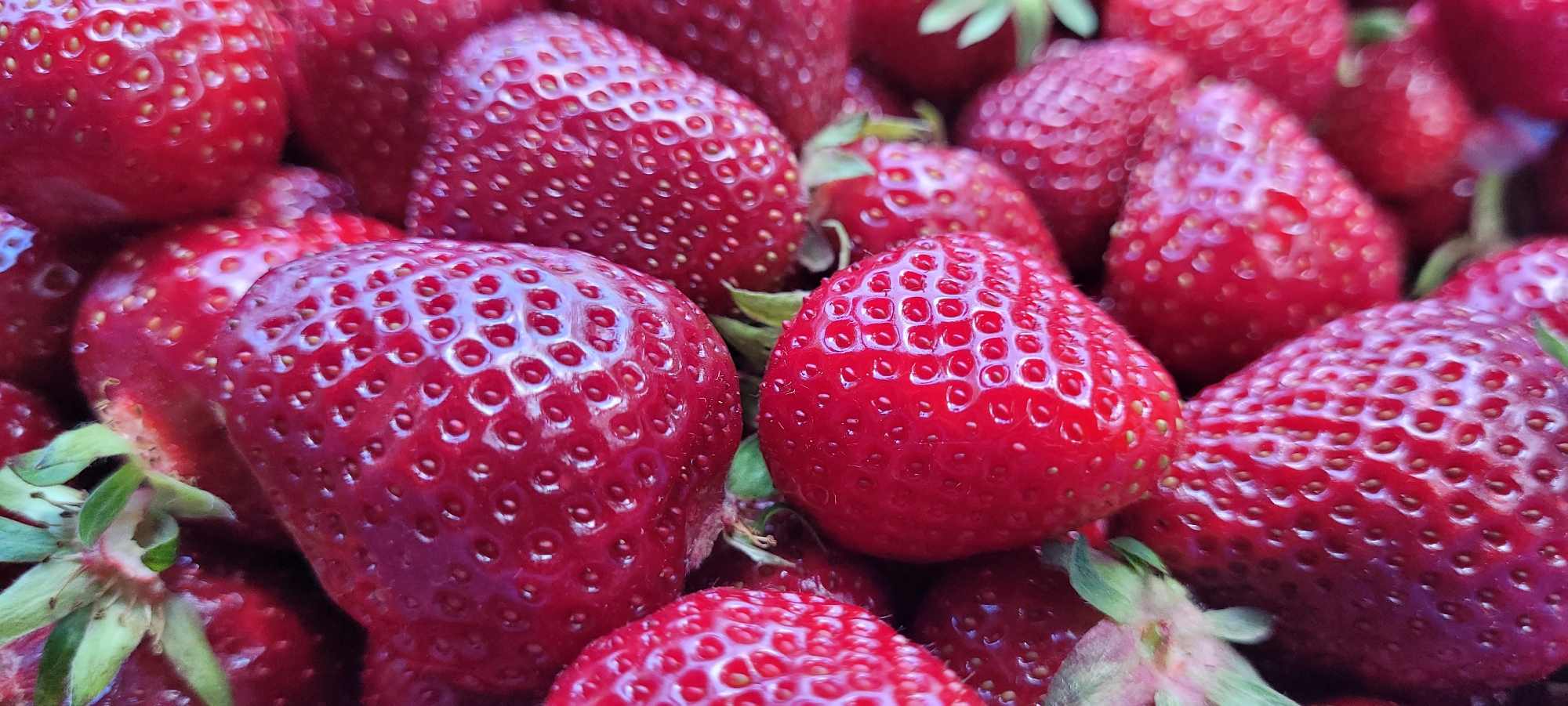 The image presents a densely packed arrangement of numerous ripe strawberries, viewed from a close-up, slightly elevated perspective. The dominant color is a vibrant, deep red, with variations in shade across individual fruits, some appearing glossier than others. Each strawberry features a textured surface embedded with numerous small, light-colored achenes (seeds), which are visible as tiny dots, predominantly yellowish-brown or light green. Several strawberries retain their green calyxes (stems and leaves), indicating recent harvesting or careful handling. The subjects are tightly clustered, filling the entire frame, with individual fruits overlapping. The foreground and central strawberries are in sharp focus, while those in the background exhibit a soft, natural blur, indicating a shallow depth of field. The lighting is even and soft, highlighting the natural contours and slight sheen on the fruit surfaces without casting harsh shadows. No external objects or environmental features are discernible that would indicate a specific geographic location or setting within the city of Dietzenbach, Germany, or any other region.