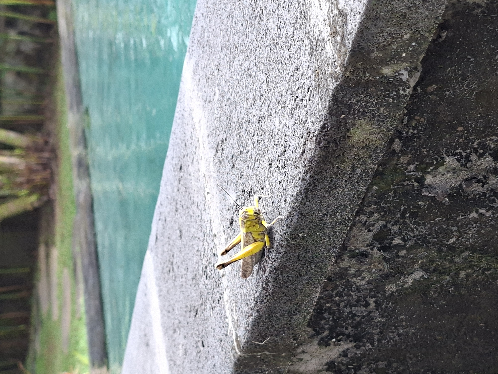 A yellow grasshopper clings to the side of a concrete structure. The rough surface is stained with dark, possibly organic, material. A green-painted object is visible to the left of the concrete. The image was taken in Ubud District, Indonesia.