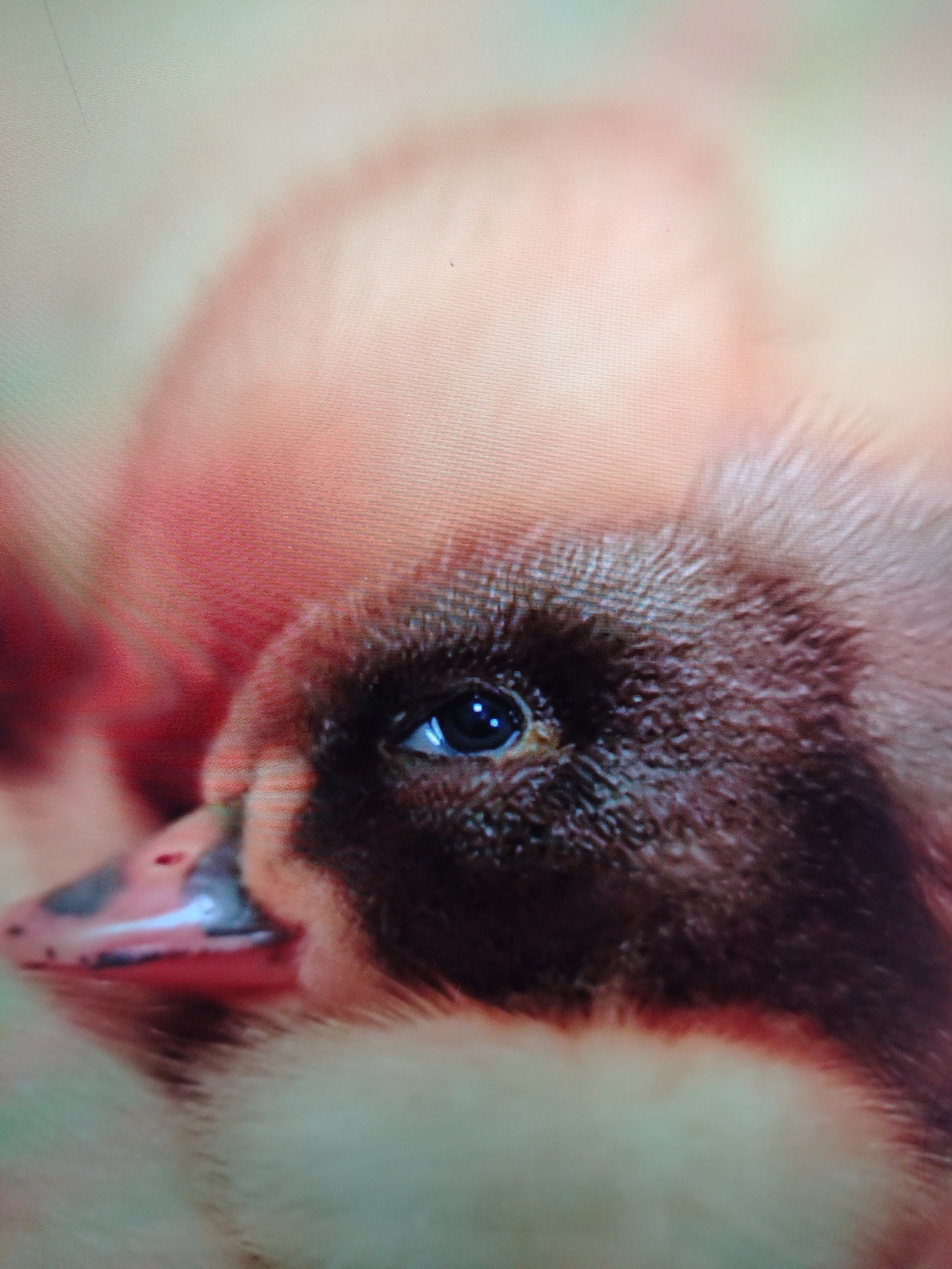 The image is a close-up, macro photograph of the head of a duckling. The duckling's eye is visible, a dark blue pupil with a slight reflection. Its beak is pink and black, with a glossy sheen. The feathers on its head are dark brown and fluffy. The background is softly blurred, showing muted tones of pink and beige, suggesting the presence of other ducklings or a soft bedding material. The image is highly detailed, capturing the texture of the feathers and the delicate features of the duckling's face. There is no indication of the city of Stavropol, Russia, or any urban environment. The scene is entirely focused on the animal.