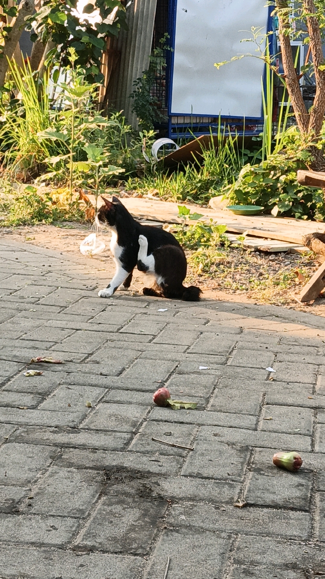 A black and white cat is scratching its ear with its hind leg while sitting on a paved walkway in Cikal, Indonesia. The cat is in the middle of the frame, facing to the left. The walkway is made of gray interlocking bricks. Scattered on the walkway are a few pieces of litter, some leaves, and two ripe rose apples. In the background, there is lush green vegetation, a corrugated metal fence, and a white board on a blue frame. The scene is illuminated by the warm light of the sun, casting long shadows.