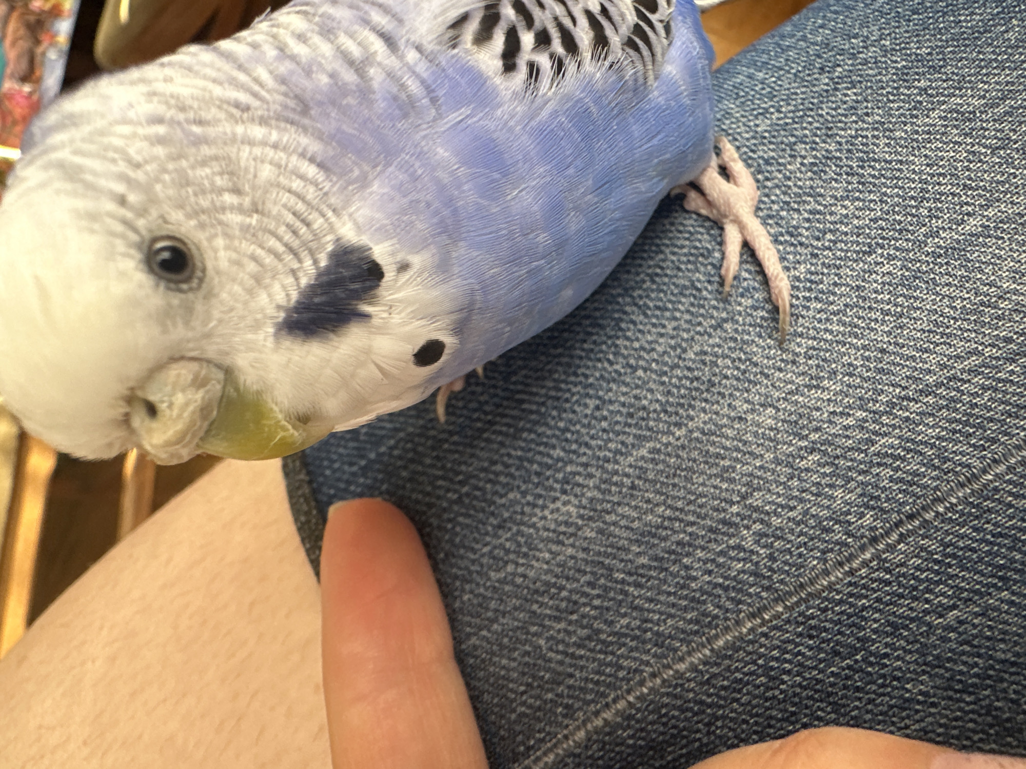 A close-up, eye-level shot shows a blue and white parakeet perched on denim fabric, likely a pair of jeans, with a person's bare leg and a thumb visible in the frame. The parakeet is facing to the right and slightly forward, with its head tilted. Its beak is a pale yellow-green, and its eye is dark and beady. Black spots and delicate, wavy grey and white feather patterns are visible on its head and body. The denim has a visible weave and stitching. The lighting is bright, casting soft shadows. The background is blurred, suggesting an indoor setting. The scene is not identifiable as being in a specific city or location.