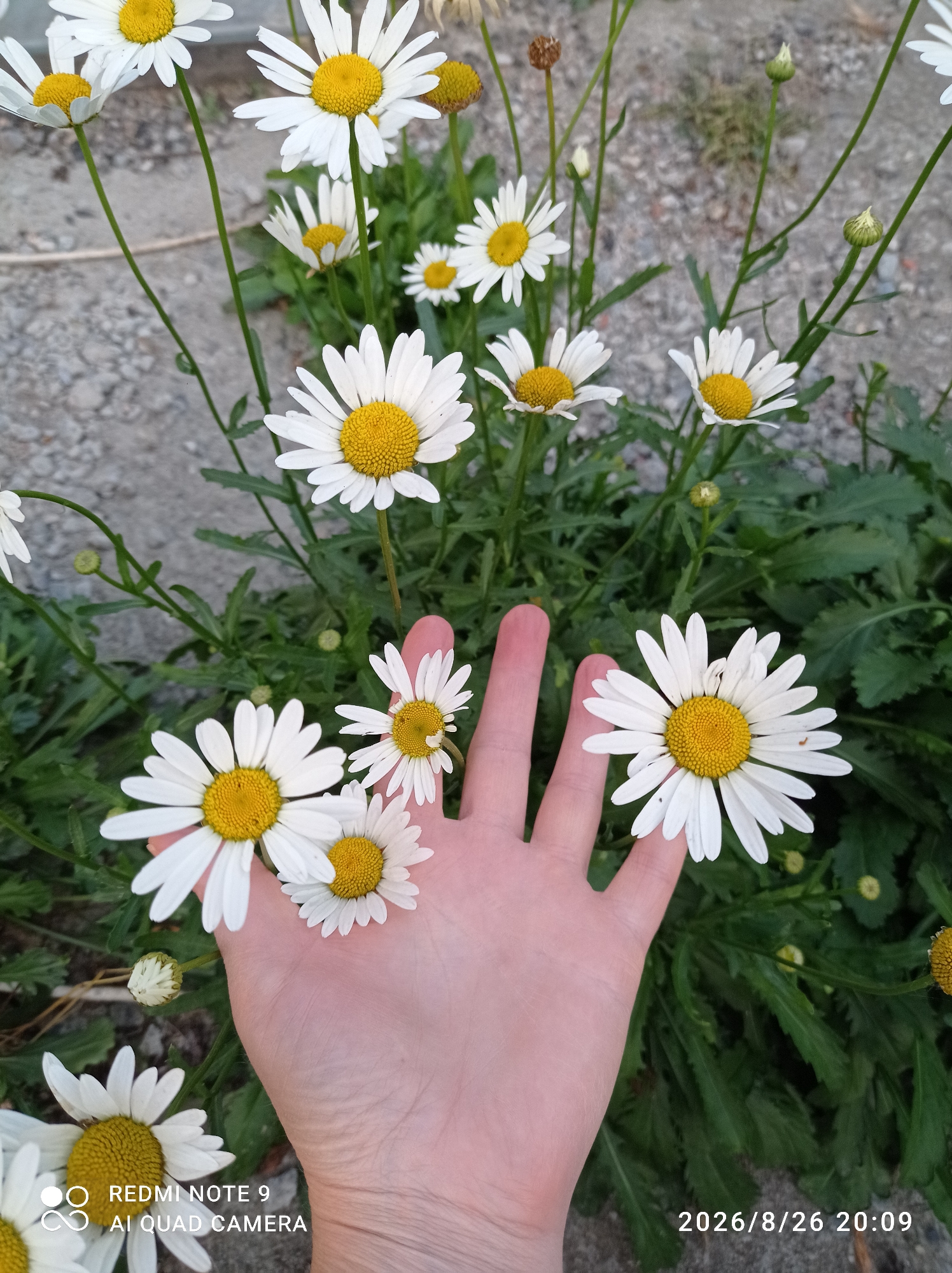 A close-up shot captures a hand among daisies. The hand, with pale skin and visible veins, is gently cupped, with several daisies placed on and around it. Some daisies are in full bloom, revealing their white petals and yellow centers, while others are buds or slightly wilted. The background consists of lush green foliage and a grey, pebbly surface that appears to be pavement or gravel. The lighting suggests it is daytime, possibly late afternoon, casting soft shadows. The image is watermarked with "REDMI NOTE 9 AI QUAD CAMERA" and the date "2026/8/26 20:09". The scene is an outdoor environment, likely a garden or park, with the overall impression being one of natural beauty and a moment of quiet contemplation.
