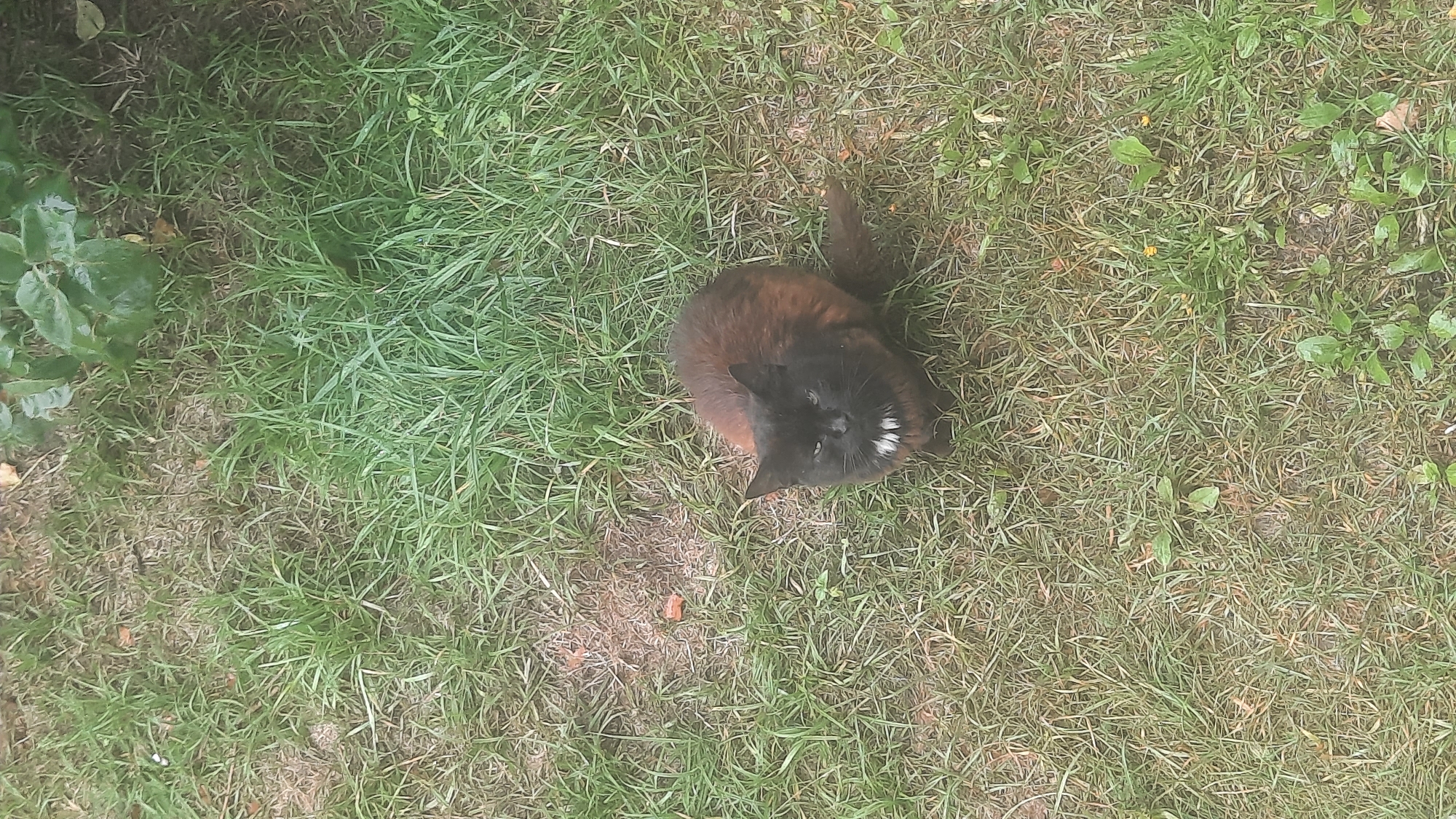 A fluffy, medium-haired cat with black fur and reddish-brown undertones sits on a patch of green grass, looking upwards. The cat has a white patch of fur on its chest and appears to be alert. The ground is covered in grass, with some patches of bare soil and fallen leaves. In the background, out of focus, are green leaves of a plant. The overall scene suggests an outdoor environment. This image does not contain any elements that would allow for specific location details within the city of Шклоў, Belarus.