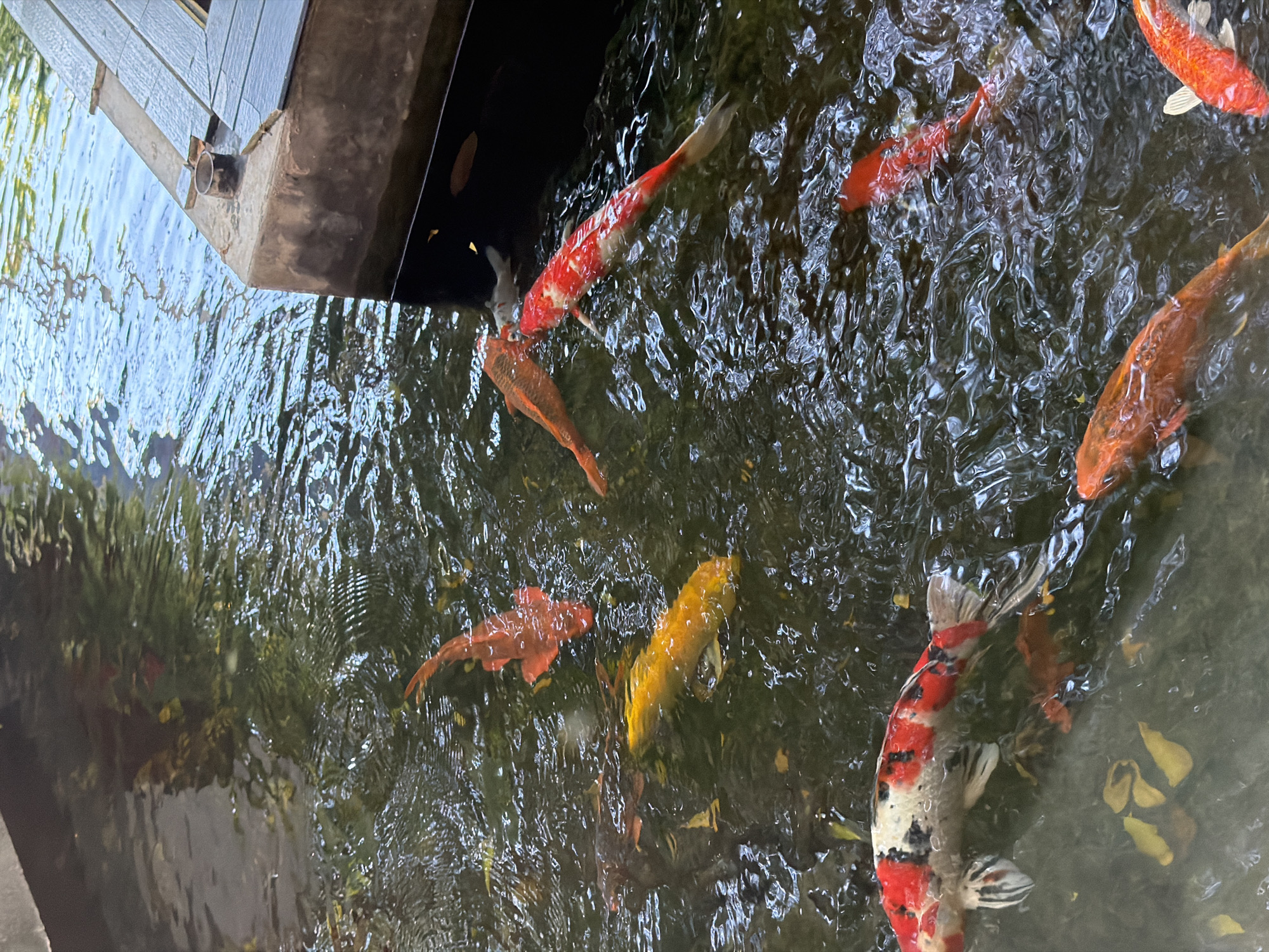 The image captures a pond with multiple koi fish of various colors, including red, orange, yellow, and white with red and black markings. The water is slightly murky, with reflections of sunlight and surrounding vegetation. Some fallen leaves are visible on the bottom of the pond. A section of a wooden structure, possibly a deck or walkway, is seen along the left edge of the frame. The image is very likely taken in the city of Đà Nẵng, Vietnam.
