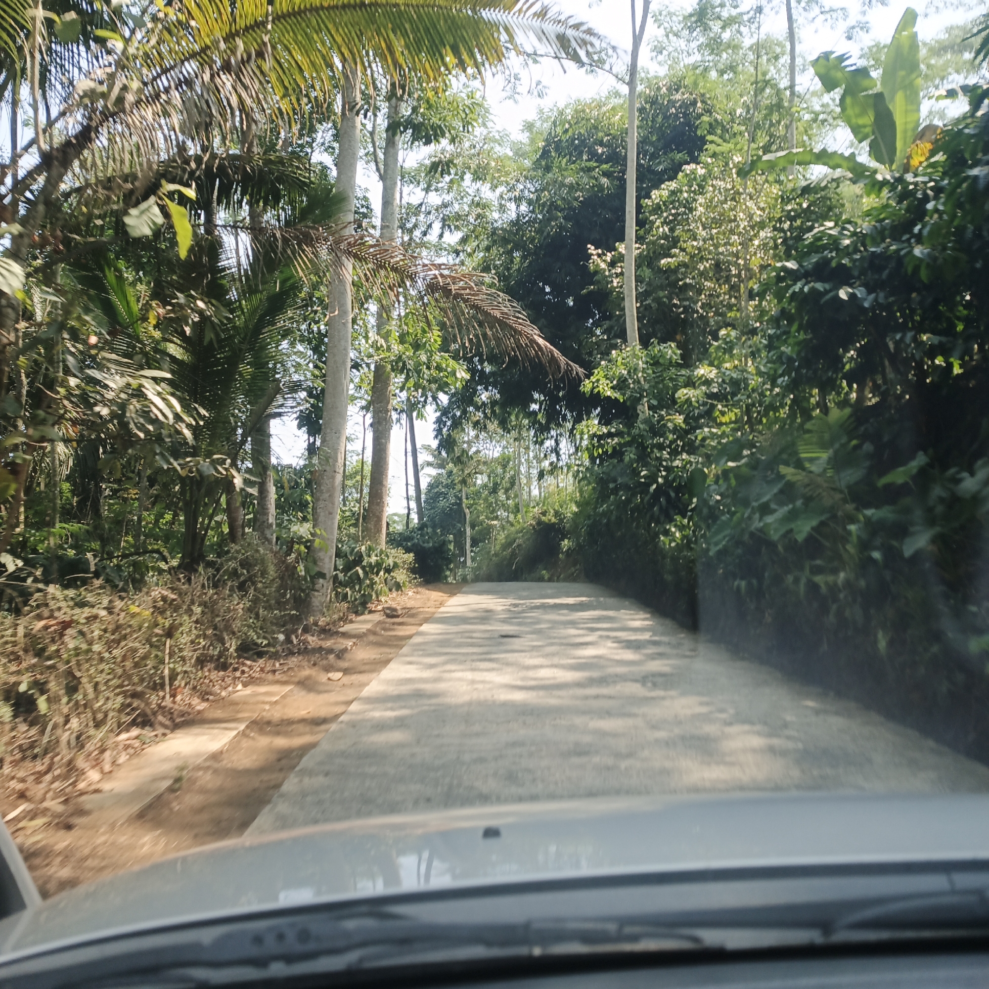 The image shows a view from inside a vehicle looking out at a paved road surrounded by lush greenery. Tall trees with palm fronds and other leafy vegetation line both sides of the road, creating a shaded canopy. The road surface appears to be light gray concrete. Sunlight filters through the leaves, creating dappled shadows on the pavement. The foreground shows the hood and dashboard of the vehicle. The scene suggests a rural or semi-rural setting, possibly a road leading through a plantation or forest. The location is identified as Pringsurat, Indonesia.