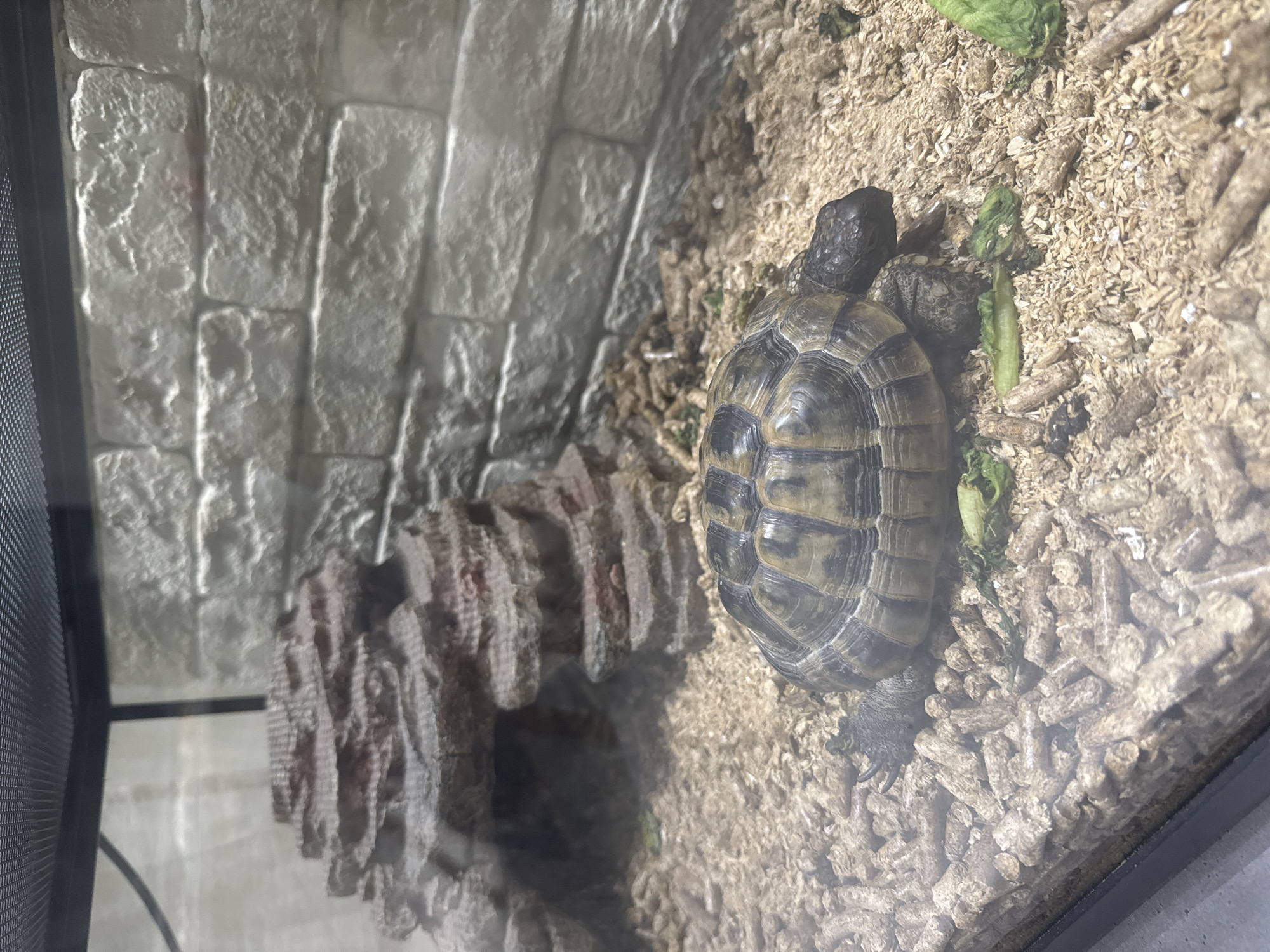 A tortoise is on a bed of wood shavings in an enclosure with a faux rock cave and a brick-patterned wall. The tortoise is facing right and is partially obscured by some green leafy vegetables. The enclosure is lit and appears to be an indoor habitat. The scene is located in a pet store or a private residence in Agios Tychona Community, Cyprus.
