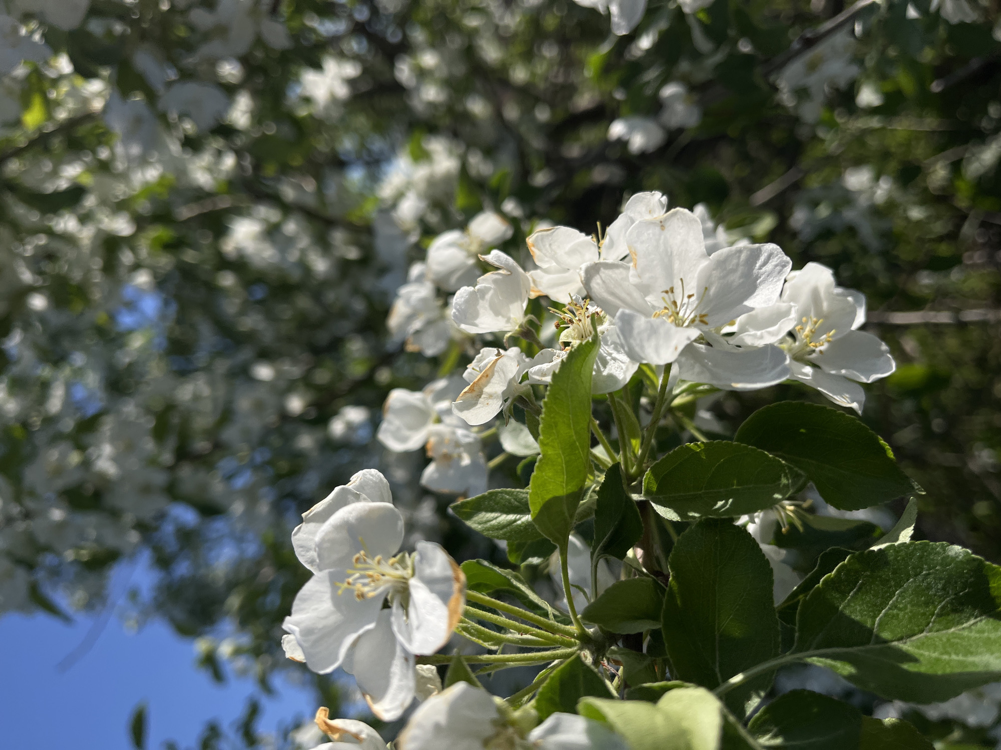 A close-up photograph features a cluster of white blossoms on a tree, likely a fruit tree such as an apple, against a softly blurred background. The flowers in the immediate foreground are in sharp focus, revealing their delicate white petals and prominent yellow-tipped stamens. Some petals exhibit slight browning at their edges. Vibrant green leaves are intermingled with the blossoms, some illuminated by direct sunlight.
The background consists of numerous other white flowers and green foliage rendered with a soft, out-of-focus effect, characteristic of a shallow depth of field. Glimpses of a clear, bright blue sky are visible through the canopy, especially towards the lower left and upper left portions of the image, indicating sunny weather. The natural lighting suggests it is daytime, possibly morning or afternoon. The overall scene captures the beauty and freshness of spring or early summer bloom.
The setting is outdoors, likely in a garden or natural area, consistent with the provided location context of Зыково, Russia. There is no visible text in the image.