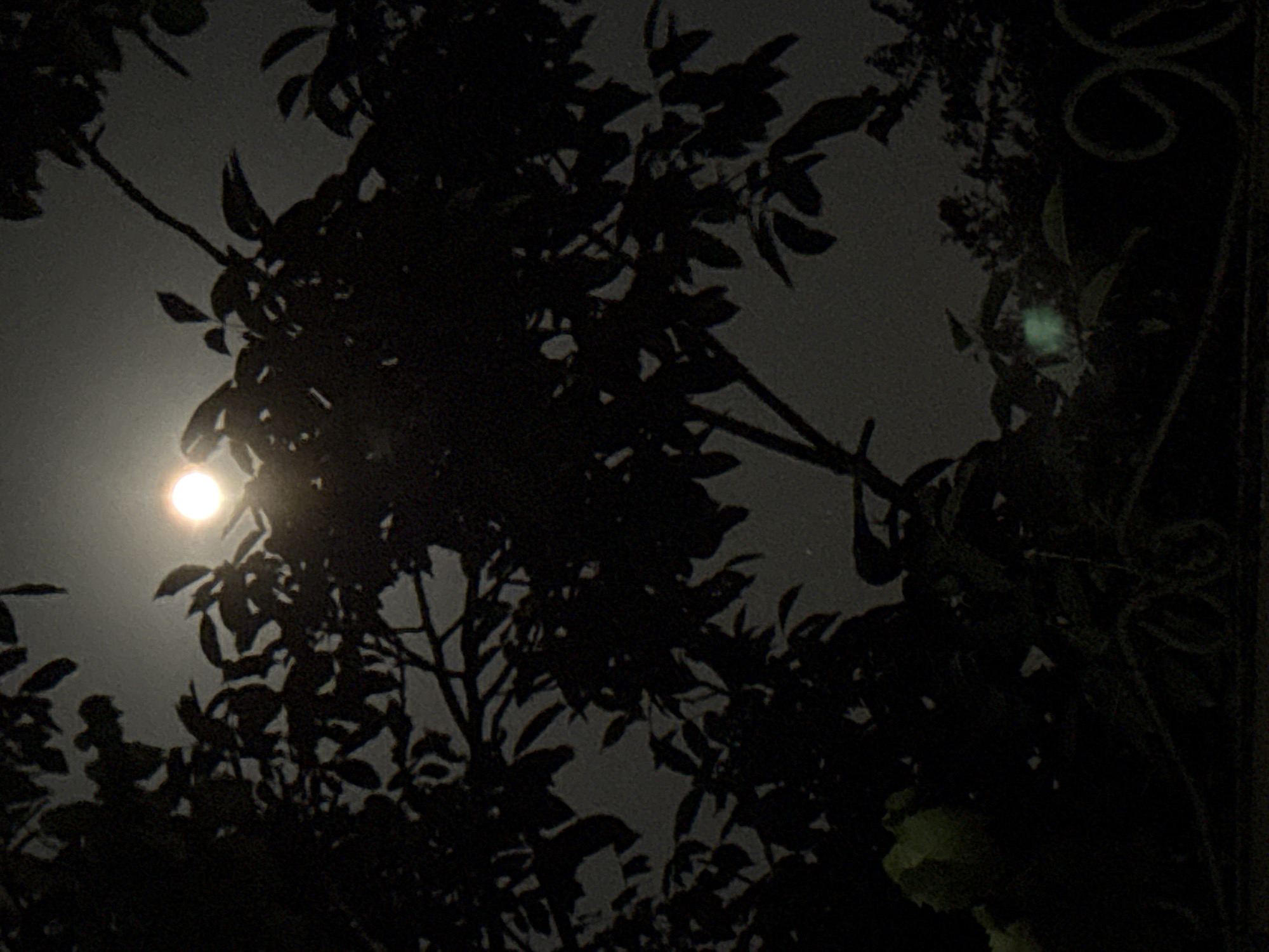 The image is a photograph taken outdoors at night, likely in Protopopivka, Ukraine. Silhouetted against a hazy, dimly lit sky, branches and leaves of a tree obscure the view. The moon, appearing as a bright, almost white circle, is visible through a gap in the foliage. The lower portion of the image shows a dark foreground, with some indistinct green shapes that could be leaves or flowers. To the right, a decorative wrought-iron fence is partially visible, also silhouetted against the darkness. The overall impression is one of a dimly lit, somewhat mysterious nocturnal scene. There are no people or discernible actions depicted in the photograph.