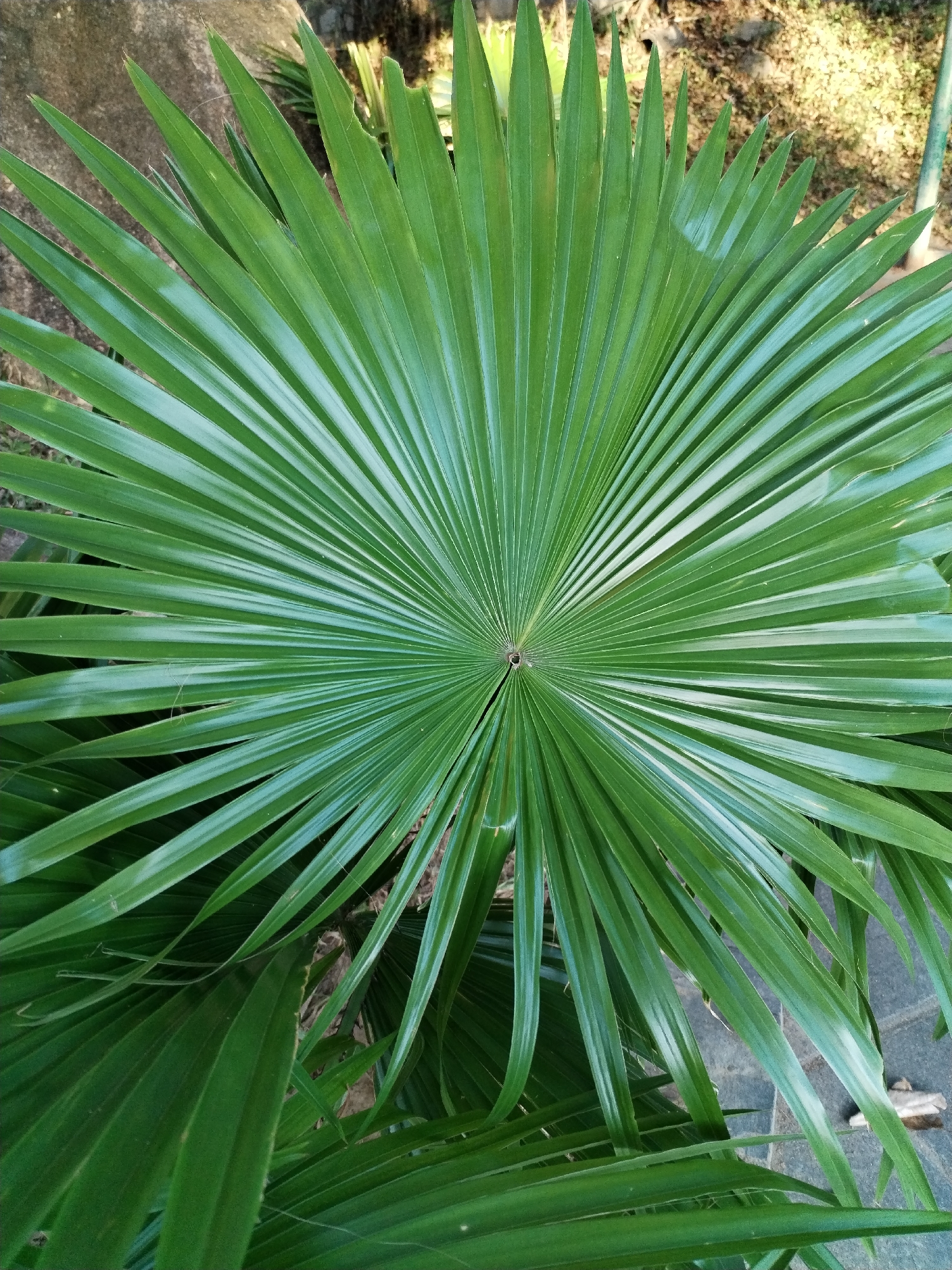 The image presents a close-up view of a vibrant green fan palm leaf. The leaf displays a radial pattern with numerous segments emanating from a central point. The individual segments are elongated and taper to pointed tips. The texture of the leaf appears smooth and glossy, with visible veins running along the length of each segment. The setting is likely outdoor and based on the location requested the location is in the city of Bac Nha Trang Ward, Vietnam. The surrounding environment is slightly out of focus, suggesting the presence of other foliage or vegetation nearby. The overall composition emphasizes the symmetry and organic patterns found in nature.