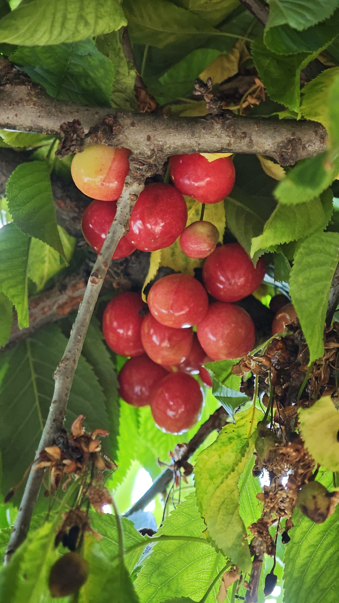 The image depicts a cluster of ripening cherries hanging from a tree branch. The cherries range in color from yellow-red to deep red. The tree is laden with green leaves, with some leaves starting to yellow. The location is likely Planinitsa, Bulgaria, though no elements in the image directly confirm that location.