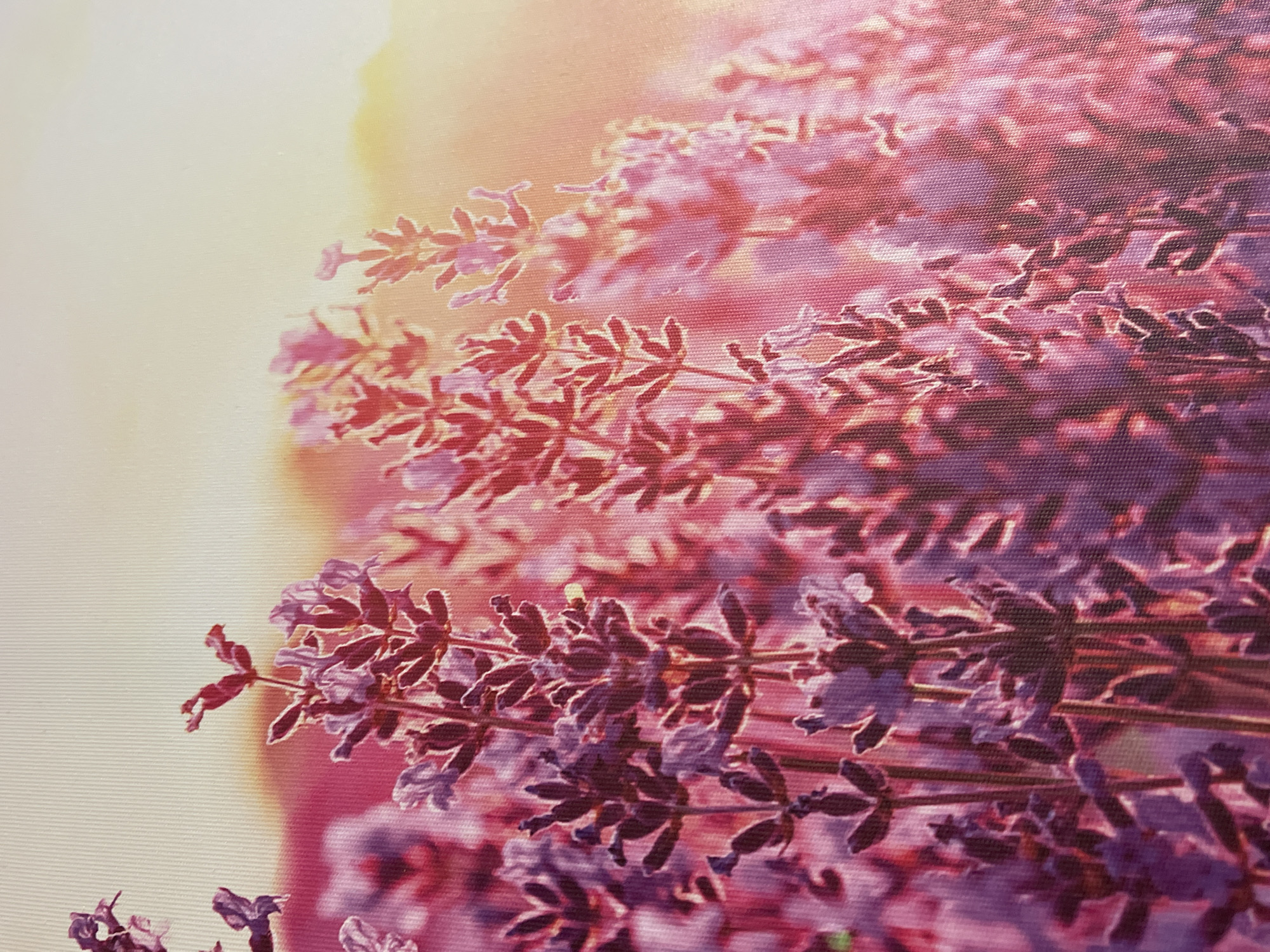 This is a close-up photograph of a field of lavender flowers with a soft, golden sunrise or sunset in the background. The flowers are in focus in the foreground, showing their characteristic purple hues and delicate structure. The light from the sky creates a warm, hazy glow, illuminating the petals and stems and casting a pinkish-purple tint over the entire scene. The texture of the image suggests it might be a canvas print or a textured photograph. There are no people or man-made objects visible in the image. The location in Podgorica, Montenegro, cannot be determined from the visual information provided.