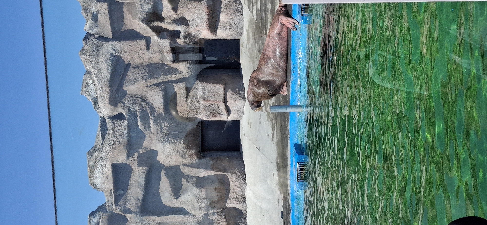The image shows a walrus in its enclosure at the Izhevsk Zoo in Izhevsk, Russia. The walrus is near the edge of a pool with greenish water. The pool's edge is bordered by a light blue line. A gray cylindrical structure extends from the concrete platform to the walrus. The walrus is large and gray. Behind the walrus and pool is a rock-like structure. The background features a blue sky.