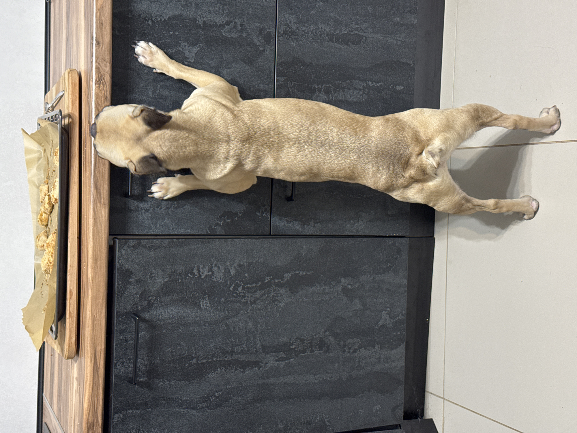 A tan French Bulldog stands on its hind legs, with its front paws pressed against a dark grey, textured cabinet. The dog is facing away from the camera, looking up towards a kitchen counter. On the counter, a baking sheet with parchment paper and some food items is visible. The kitchen floor is tiled with light-colored square tiles. The scene takes place in a domestic kitchen environment.