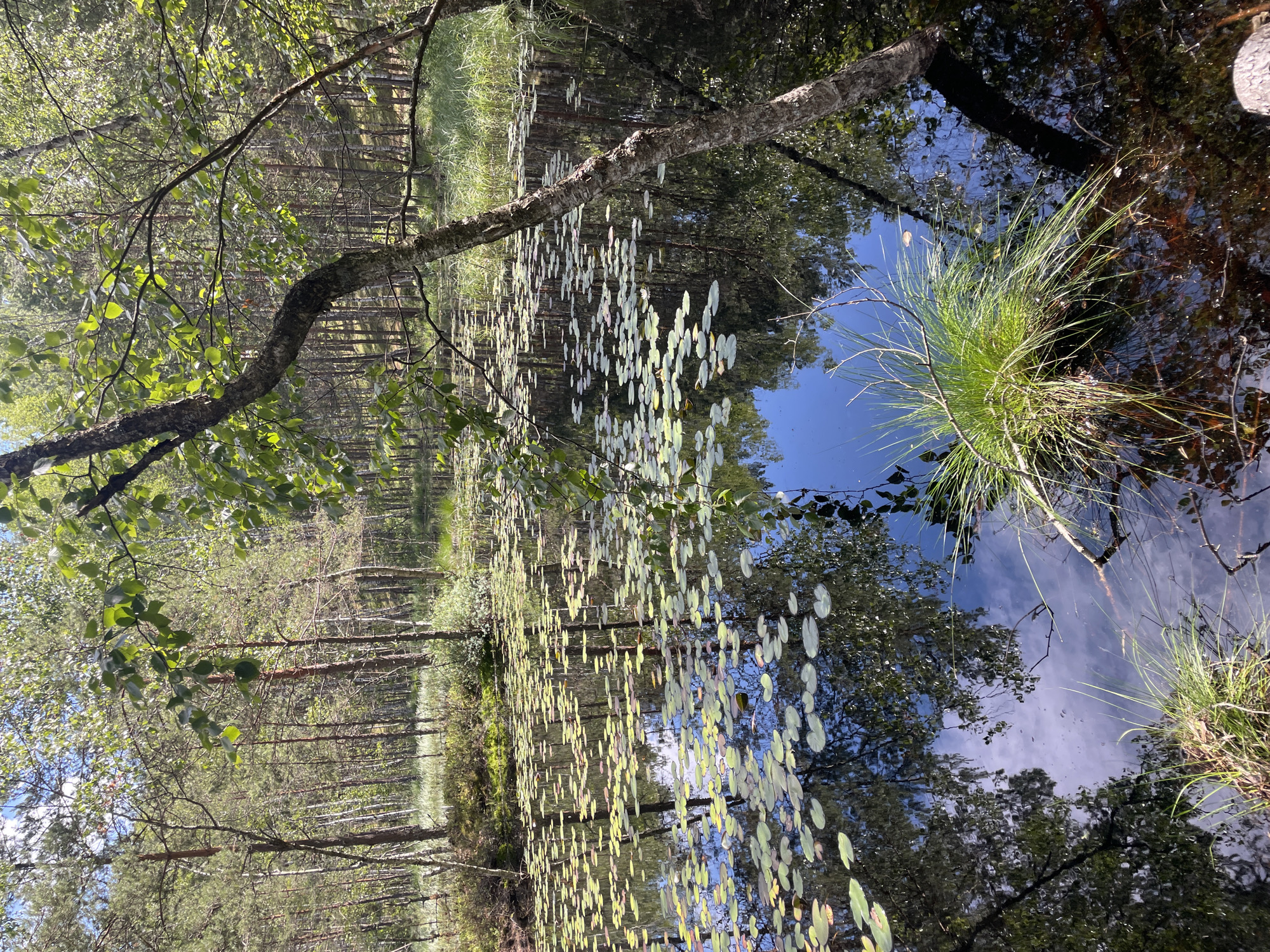 The image depicts a serene natural scene featuring a dark, still body of water covered with numerous lily pads. The water's surface reflects the surrounding environment, including the sky with scattered clouds and the lush green trees that border the water. The trees appear to be a mix of pine and birch, with some of them leaning over the water. A few branches and blades of grass are visible emerging from the water, adding to the natural, untamed feel of the location. The overall impression is one of tranquility and natural beauty. The location is not specified as being in the city of Priluki, Russia; it is a general natural landscape.
