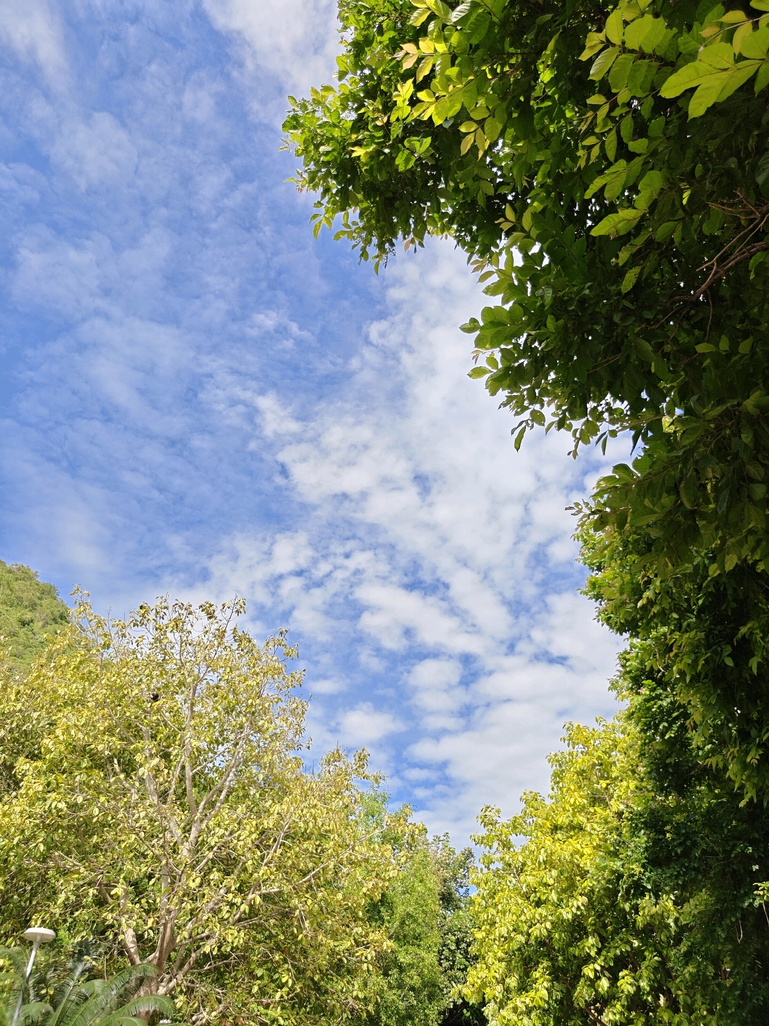 In Mu Si, Thailand, a low-angle outdoor shot captures a vibrant sky filled with scattered, wispy white clouds against a brilliant blue expanse. Lush green foliage from trees frames the sky on the right and top edges, with a prominent tree featuring yellowing leaves in the lower left quadrant. The scene suggests a sunny day in a natural or park-like setting. No people or discernible structures are visible besides a lamppost peeking from the lower left corner.