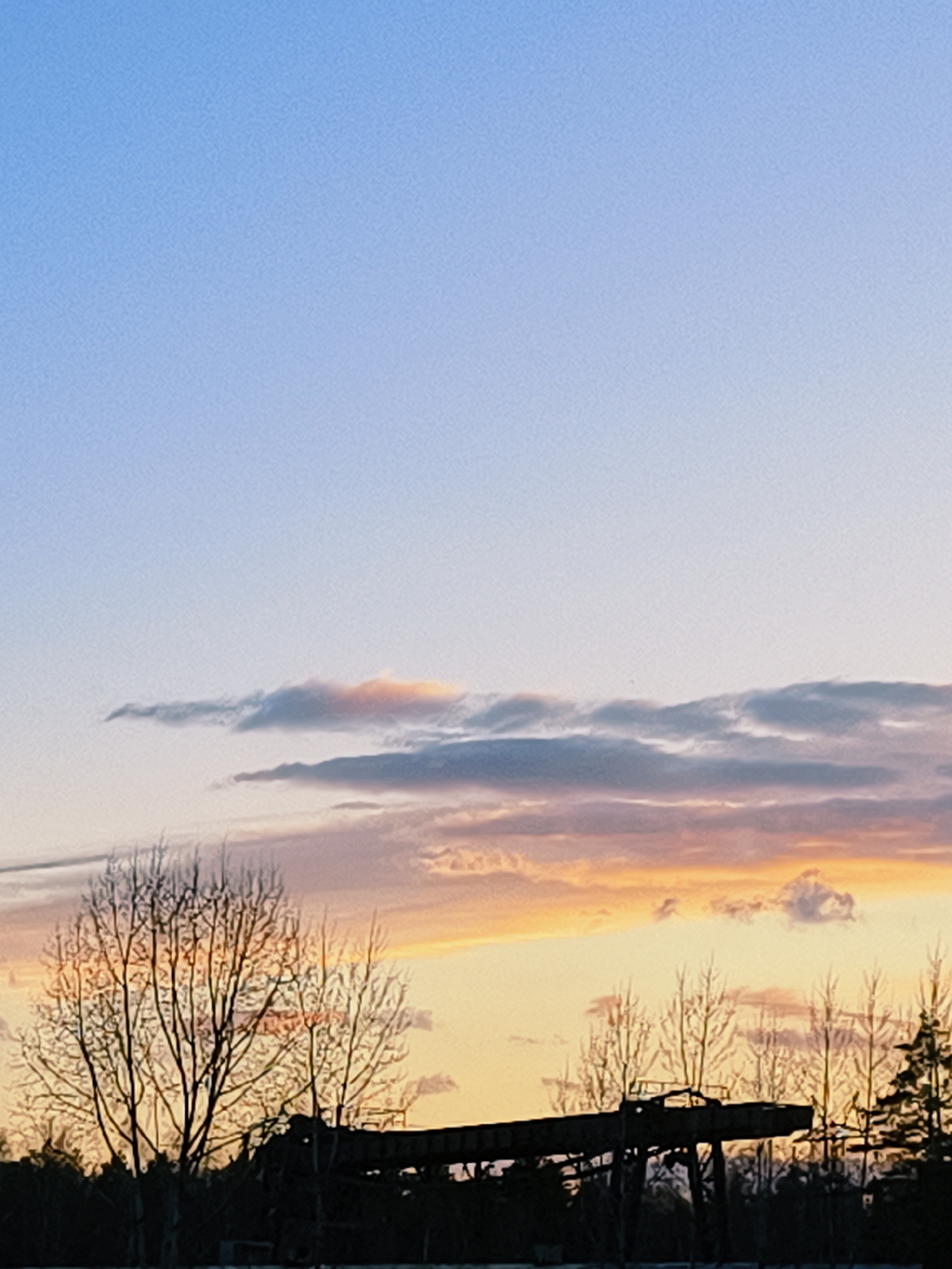 The image depicts a serene landscape at either sunrise or sunset, featuring a gradient sky and silhouetted foreground elements, likely in Noviy, Russia. The upper portion of the sky is a clear, bright blue, fading into lighter blue and then transitioning to warm hues of yellow, orange, and soft pink closer to the horizon. Scattered across the mid-sky are several elongated, wispy clouds, some reflecting the warm colors of the setting or rising sun.
In the foreground, the scene is dominated by dark silhouettes. On the left, a prominent bare deciduous tree displays its intricate network of branches against the colorful sky. To its right, other skeletal trees are visible, and further right, denser coniferous trees form a dark mass. A notable man-made structure, appearing as a long, elevated platform or bridge-like conveyor system with supporting beams, stretches across the center-right, also in deep shadow. This structure, along with the bare trees, suggests an industrial or rural setting during a colder season (late autumn, winter, or early spring).
The time of day is clearly dawn or dusk, indicated by the low angle of the sun's light producing vibrant sky colors and strong silhouettes. The weather appears clear with scattered clouds. The combination of bare trees and the industrial structure against the natural beauty of the sky evokes a tranquil, yet somewhat stark atmosphere. There is no visible text in the image.