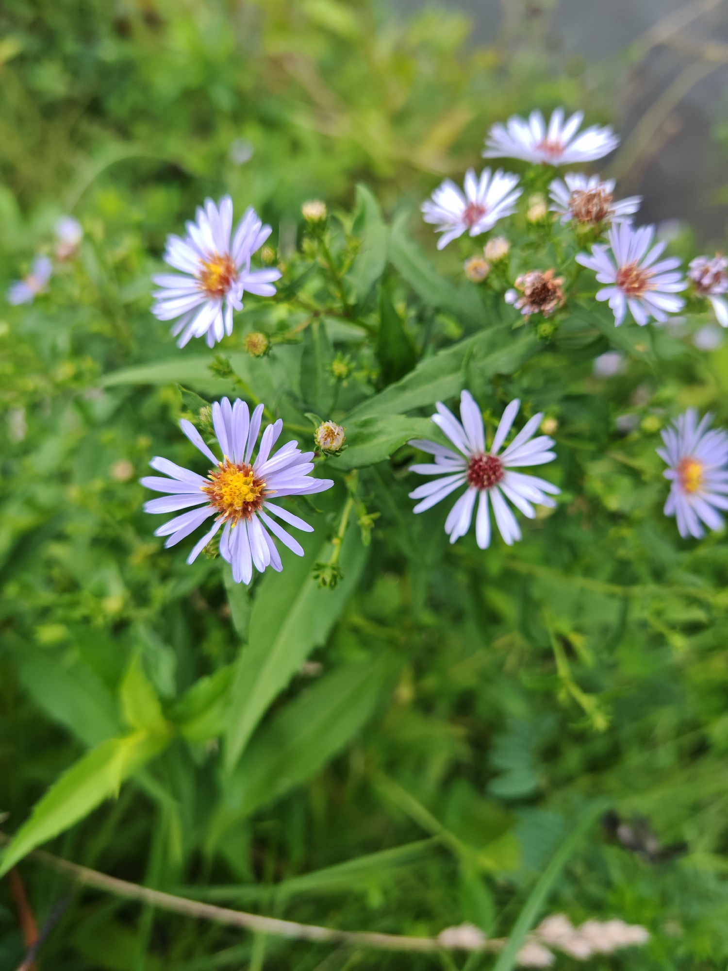 A close-up, slightly blurred, outdoor photograph depicts a cluster of small, pale purple aster flowers with yellow centers. The flowers are in focus, with the green foliage surrounding them appearing softer and out of focus. Some of the flowers have reddish-brown centers instead of yellow. The scene appears to be in a natural setting, possibly a garden or park, given the presence of vegetation. The overall impression is one of a gentle, natural scene. There are no people or structures visible in the image, and therefore no specific location in Росинка Кп, Russia can be determined from the visual information.