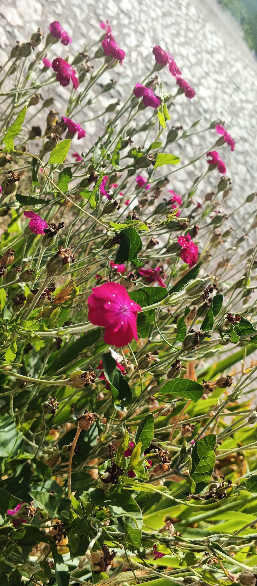 In the city of Smila, Ukraine, a close-up, eye-level shot captures a vibrant cluster of small, magenta flowers with delicate petals. The flowers are in various stages of bloom, with some fully open and others still in bud. They are surrounded by thin, green stems and leaves, creating a natural and slightly wild aesthetic. The background is out of focus, appearing as a light-colored, textured surface, possibly a paved area or a wall. The overall lighting suggests a sunny day, with the sunlight highlighting the dew drops on some of the petals, adding a touch of sparkle to the scene. The composition emphasizes the intricate details of the flowers and the surrounding foliage.