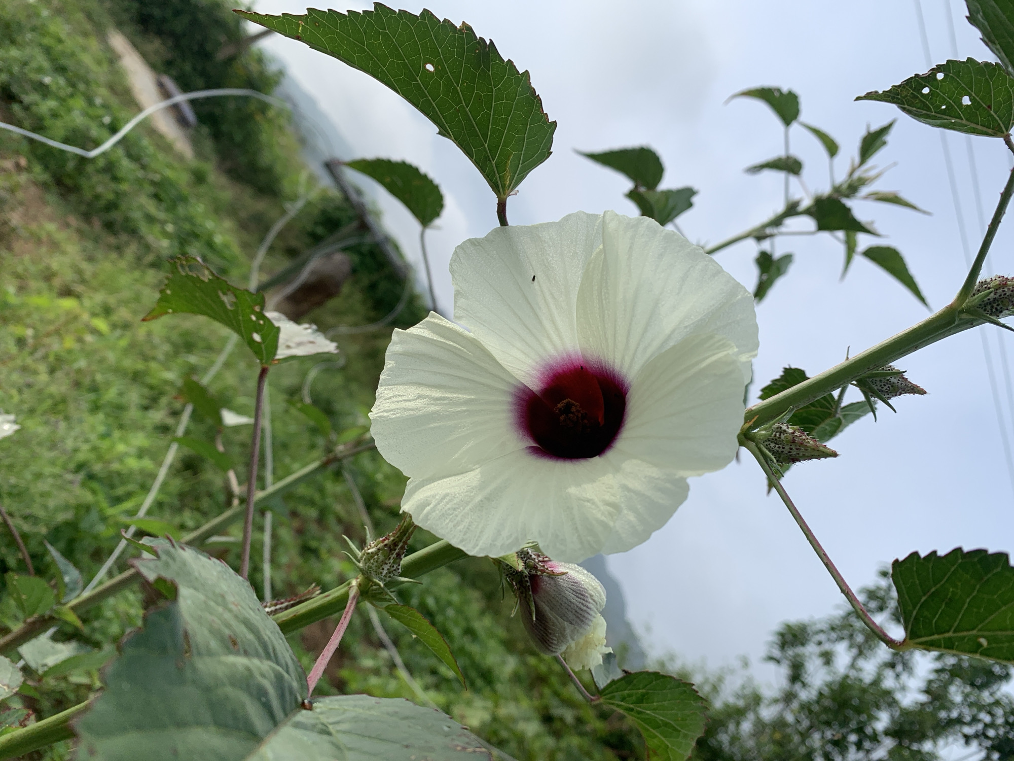 In Kuru Karama, Nigeria, a close-up, low-angle shot captures a white hibiscus flower in bloom, its petals fanned out around a dark crimson center. The flower is attached to a green stem, which also bears a closed bud and several serrated green leaves. The background consists of a blurred landscape of green vegetation and a hazy sky, suggesting an outdoor, natural setting. A thin white string is visible in the foreground, weaving across the scene.