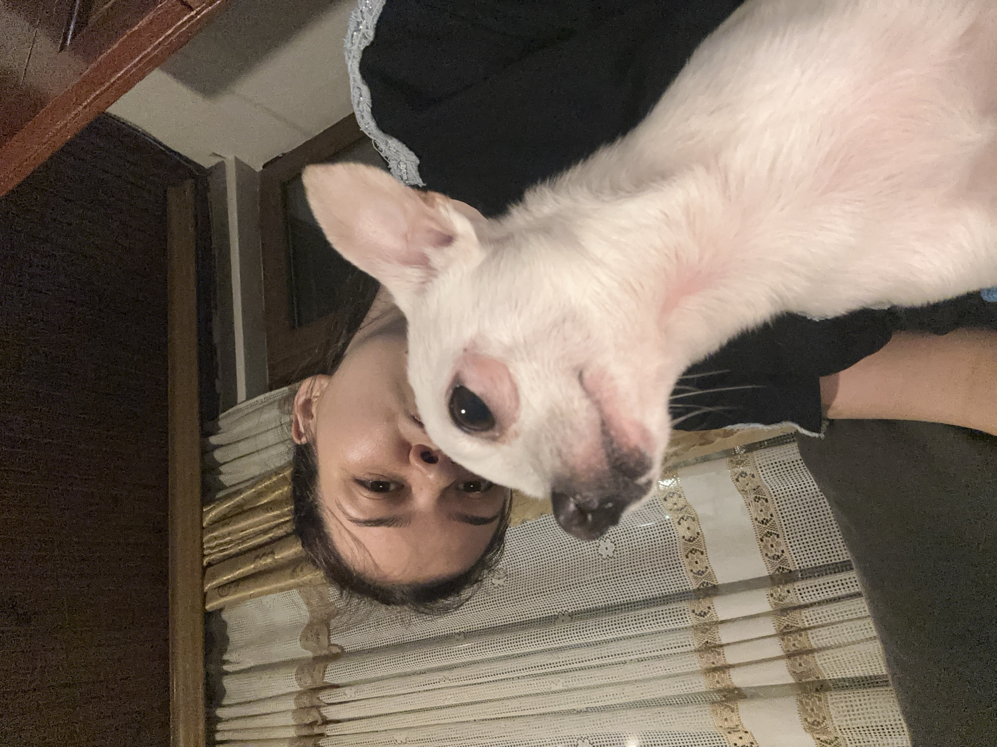 A photograph taken indoors, likely in a home. An adult female poses closely with a small, white dog. The background includes a dark wooden door or frame to the left, and a window covered with a light-colored, lace-patterned curtain behind the figures. The woman is wearing a dark-colored shirt or dress with a lace-edged collar. The dog appears to be resting on her shoulder or chest. No definitive evidence exists within the photograph to identify Chubra, Bulgaria as the location.