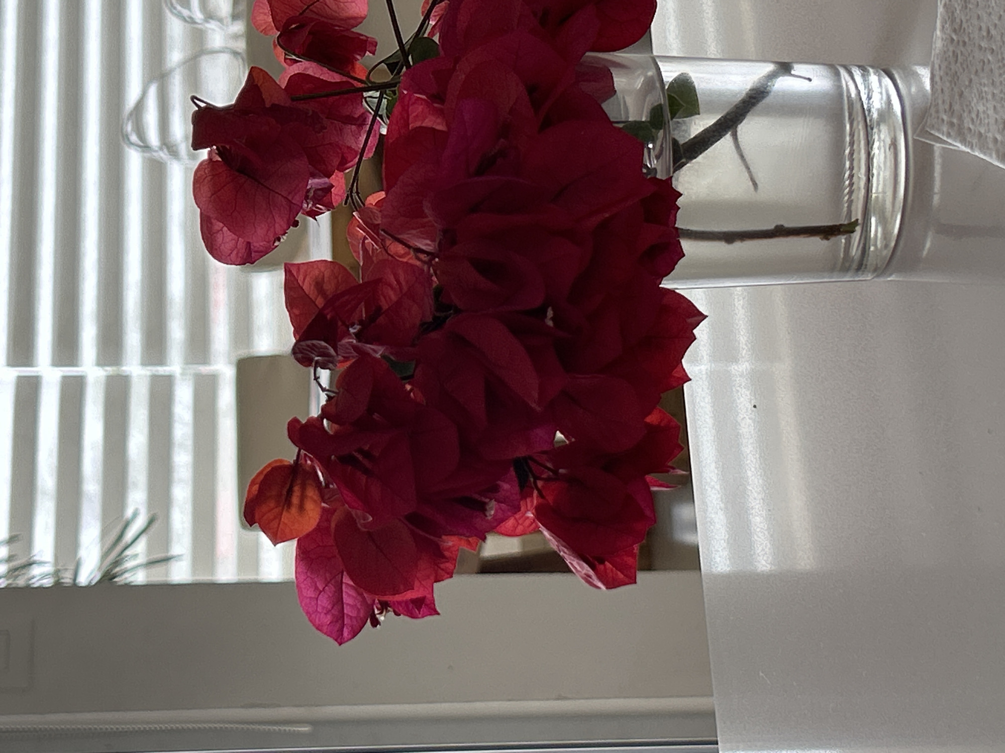 A close-up shot depicts red bougainvillea flowers in a clear glass vase positioned against a window with white blinds. The location is not discernible from the image.