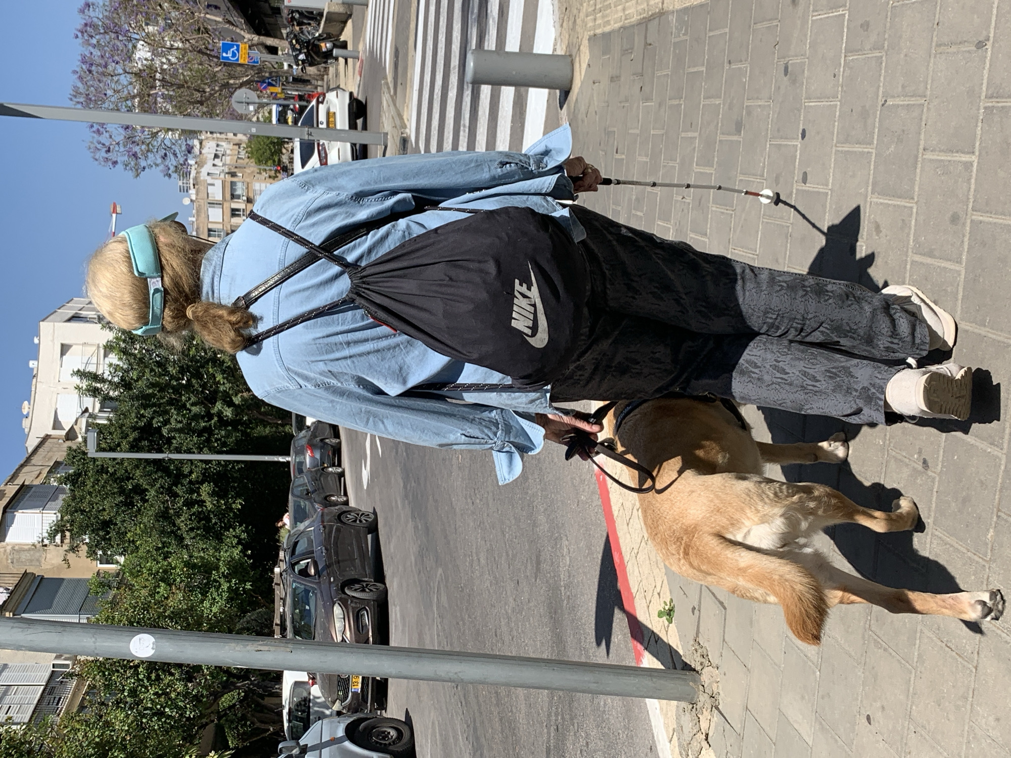 An individual is captured from behind, walking a light-brown dog on a leash along a paved sidewalk. The person, an adult with light-colored hair tied in a ponytail, is dressed in a light blue denim-style shirt, dark patterned trousers, and light-colored sneakers. A light blue visor or headband covers their ears. They carry a black drawstring backpack with the prominent white "NIKE" logo. In their right hand, a white cane is extended forward, suggesting they may be visually impaired.
The medium-sized, light-brown dog walks calmly beside its owner. They are on a gray tiled sidewalk, which borders an asphalt road marked with a red curb line. Several cars are parked along the street; one displays a yellow Israeli license plate.
The background reveals typical urban scenery: multi-story buildings, some with external window blinds, line the street. Lush green trees, some adorned with purple blossoms (likely Jacaranda trees, common in Tel Aviv), provide shade. The sky is clear and bright blue, with sharp shadows on the ground indicating midday or early afternoon on a sunny day. A pedestrian crosswalk is visible in the distance, and various street signs, including a blue one with a white wheelchair symbol, are present.