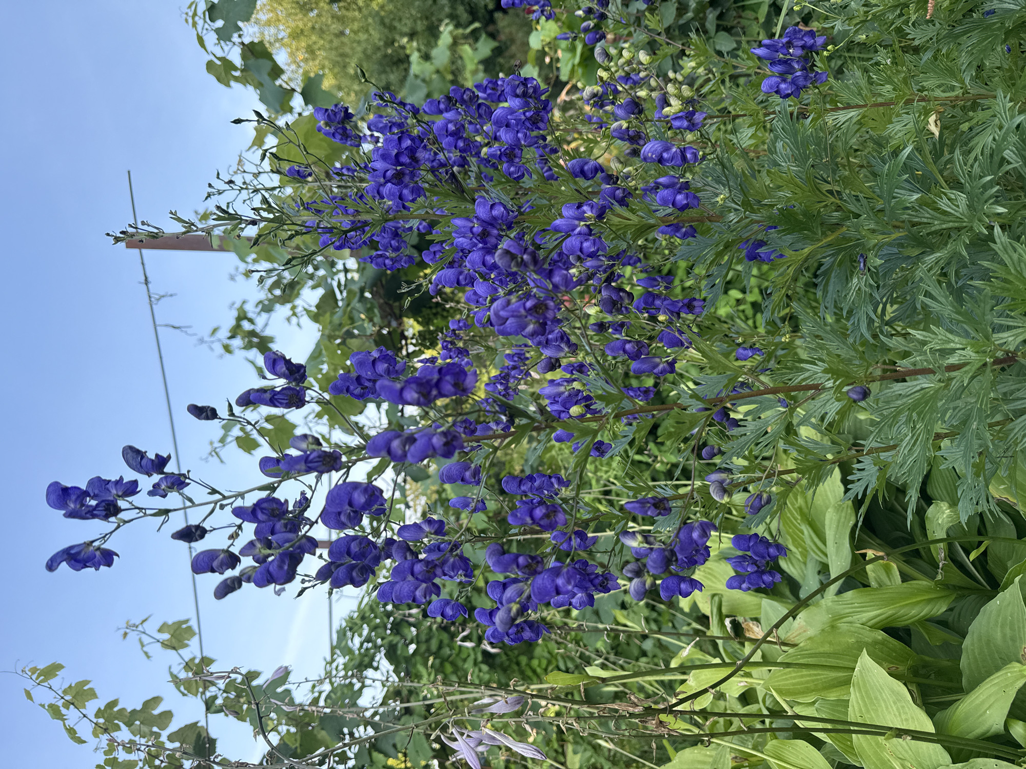 An outdoor, eye-level medium shot captures a cluster of deep purple, hooded flowers, likely monkshood (Aconitum), blooming in a garden. The flowers are densely packed on tall, slender stems, creating a dramatic vertical display. Their dark green, deeply lobed leaves provide a textured contrast. In the background, the clear blue sky is visible, with hints of green foliage and vines suggesting a lush, natural setting. A thin, rustic wooden pole rises vertically behind the flowers, partially obscured by the greenery. The scene is bathed in natural light, casting subtle shadows and highlighting the vibrant colors of the flora. There are no people or animals present. The environment suggests a garden or park setting, possibly within the city of Mahilyow, Belarus, given the context provided.