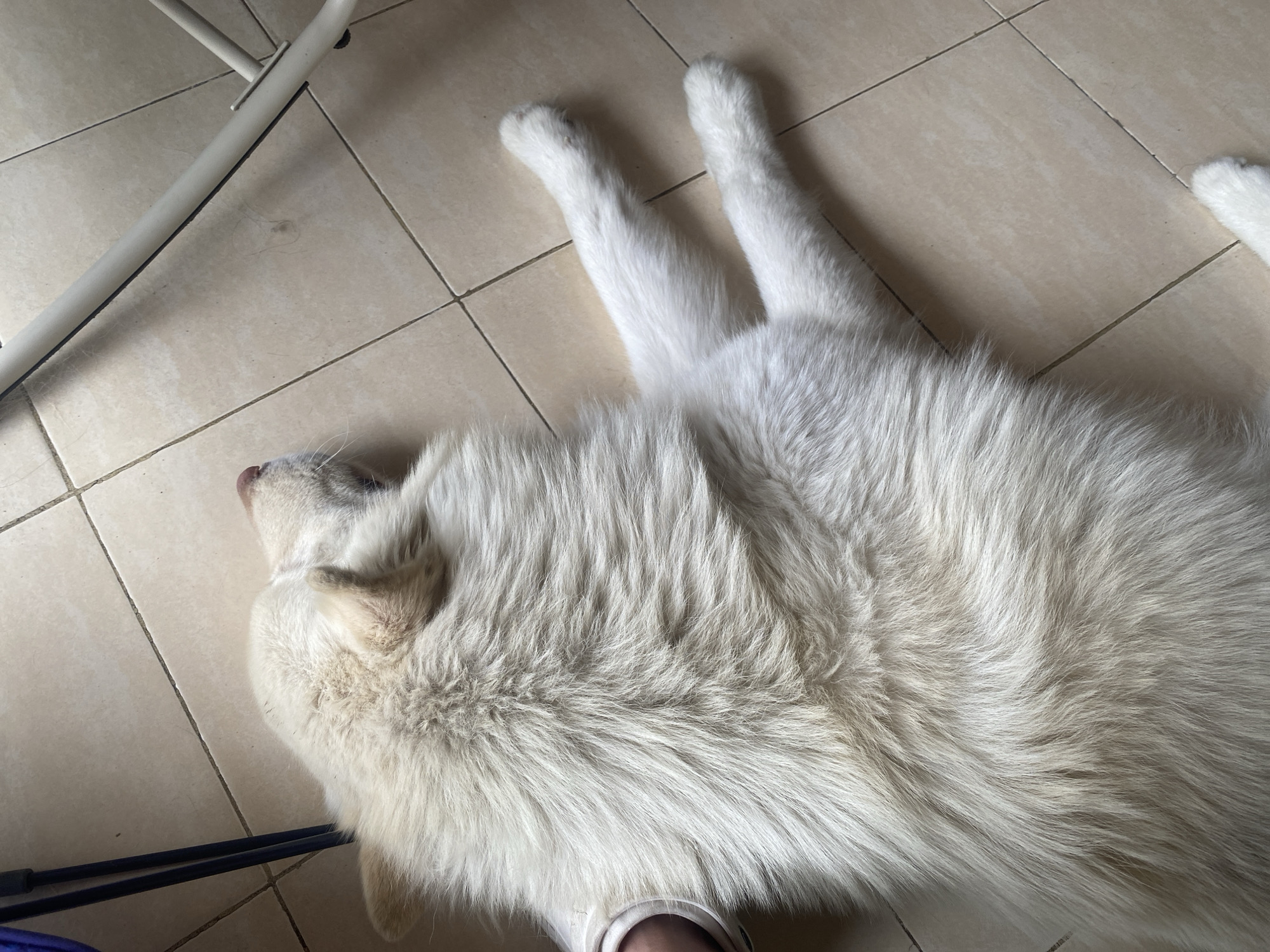 A large, white-furred canid, identified as a domestic dog, lies on its left side on a tiled floor in Macho Muerto, Venezuela. The animal's head is oriented towards the upper right, with its eyes closed and a pink snout partially visible. Its dense, pale cream-colored coat covers its entire visible body. The dog's posterior limbs are extended towards the lower right, resting on the floor. A partial human hand, clad in white fabric, is visible on the far left, making contact with the dog's fur, suggesting an interaction. The floor consists of square, light beige ceramic tiles separated by dark grey grout lines. In the upper left quadrant of the image, two slender dark blue cylindrical objects, consistent with furniture legs, are present. A segment of a light-colored metallic furniture frame is visible in the upper right quadrant.