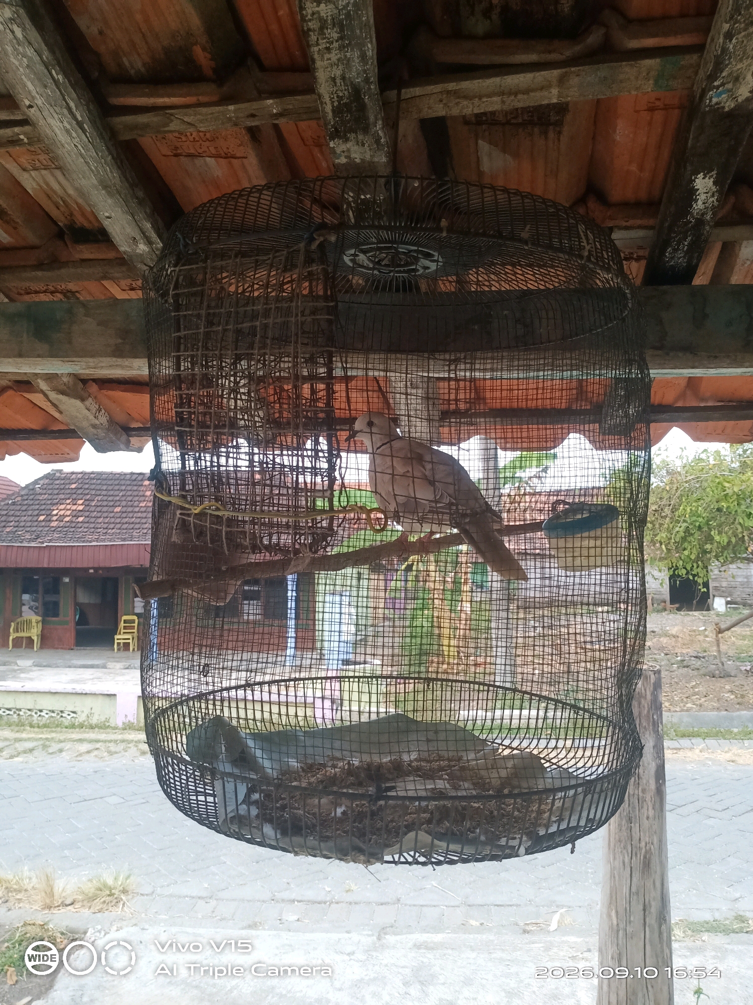 A bird is in a cage outdoors under a tiled roof. The cage is made of wire mesh and contains a wooden perch and nesting material at the bottom. The bird is light brown with darker markings on its wings. In the background, there is a building with a red tiled roof, some yellow chairs, and trees. The ground is paved with gray tiles. A wooden pole supports one side of the cage. The image is dated 2026.09.10 16:54.