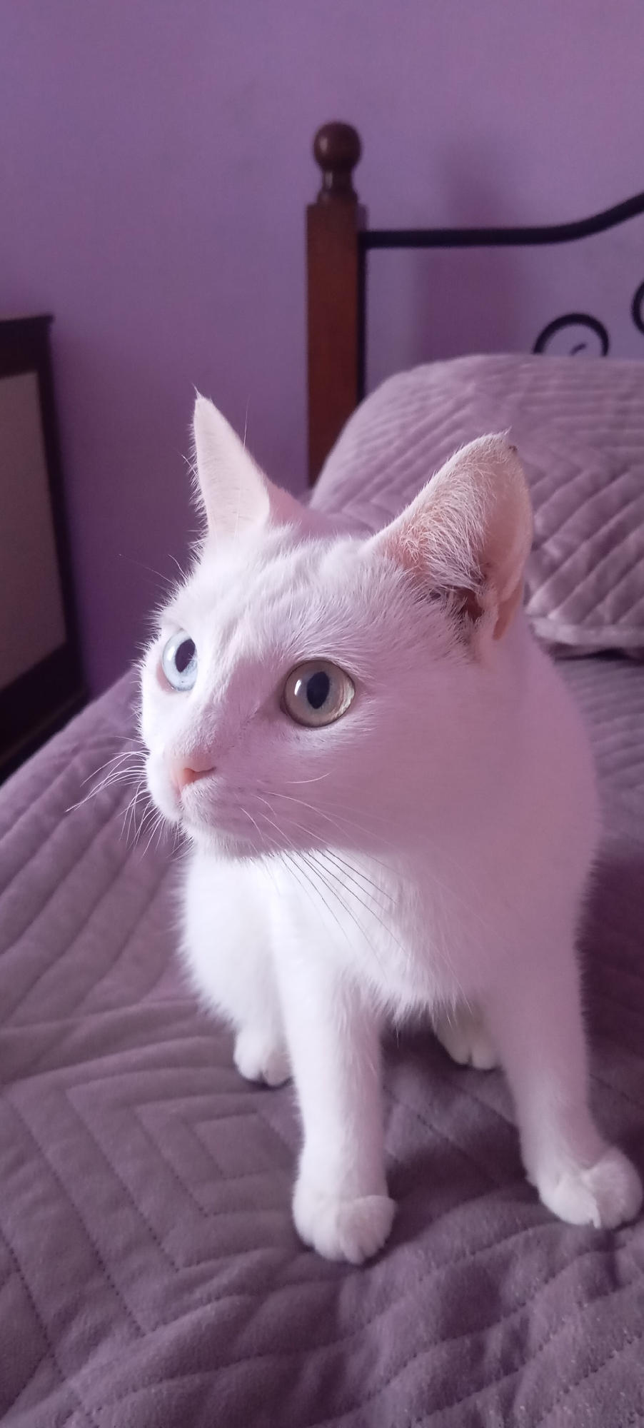 A white cat with heterochromia (one blue eye and one green eye) is sitting on a purple quilted bed. The cat is looking to its left, with its ears perked up. The background shows a wooden bed frame and a purple wall. The scene is indoors, suggesting a domestic setting. There is no indication of the city of Baksan, Russia.