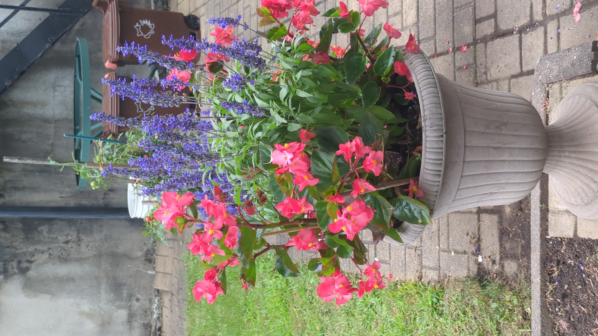 A planter filled with pink begonias and purple salvia sits on a paved area. Behind the planter, a grey concrete wall is visible. To the right of the wall are two brown recycling bins, a small green table, and a section of dark metal stairs. The ground is paved with grey bricks, and patches of green grass are present to the left. The scene appears to be an outdoor space, possibly a backyard or patio. The image does not provide information to determine the specific location in Montreal, Canada.