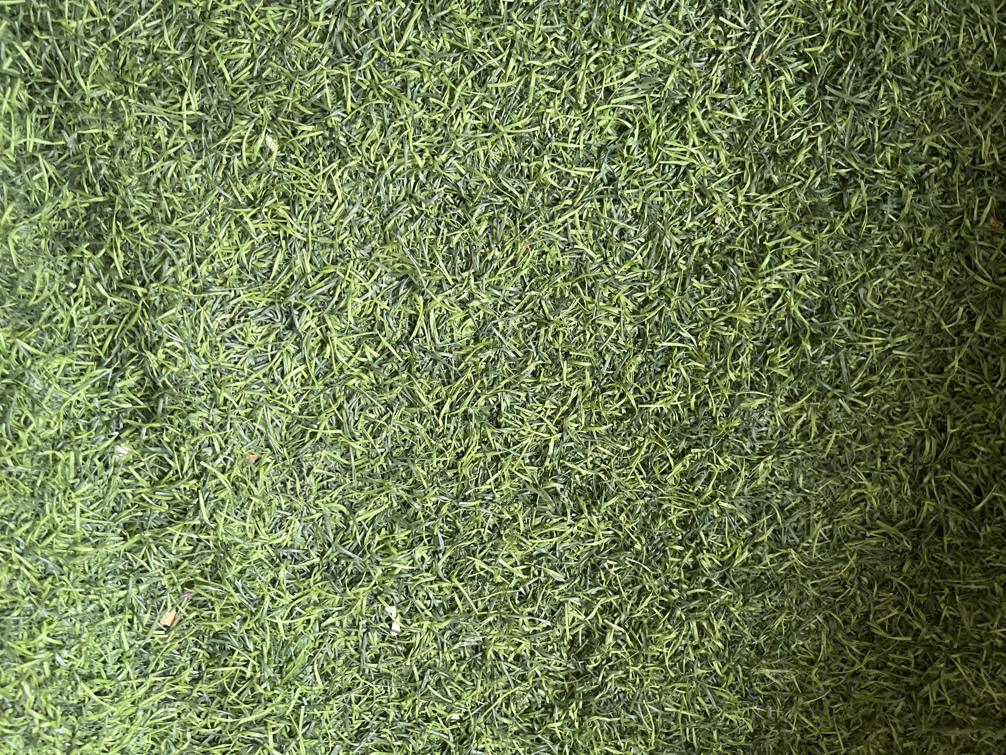 The image displays a close-up view of artificial grass. The texture is dense and appears to be made of green plastic blades. There are some subtle variations in the shades of green, suggesting different types of blades or the way light hits the surface. A few small brown specks, possibly debris, are visible scattered amongst the grass. The perspective is directly overhead, offering no indication of depth beyond the texture of the grass itself. No people, animals, or other objects are present in the frame. The image provides no information about its location in Buleleng, Indonesia, or any specific environmental context beyond the artificial turf.