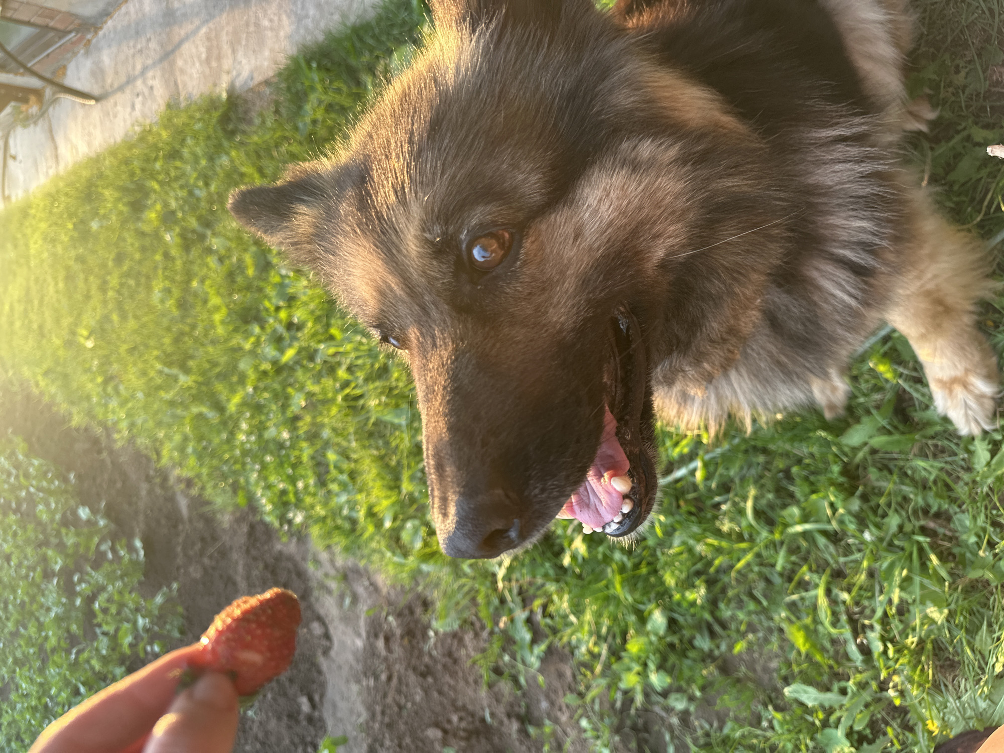 A medium shot captures a German Shepherd dog, with its head and upper body in focus, looking up with an open mouth and tongue visible. The dog's fur is a mix of brown, black, and tan. In the upper left corner, a human hand holds a single, red strawberry. The background consists of green grass and dark soil, with sunlight casting a warm glow and creating lens flare. The scene appears to be outdoors, possibly in a garden or park. There is no information to suggest this location is in the city of Chaikovsky, Russia.