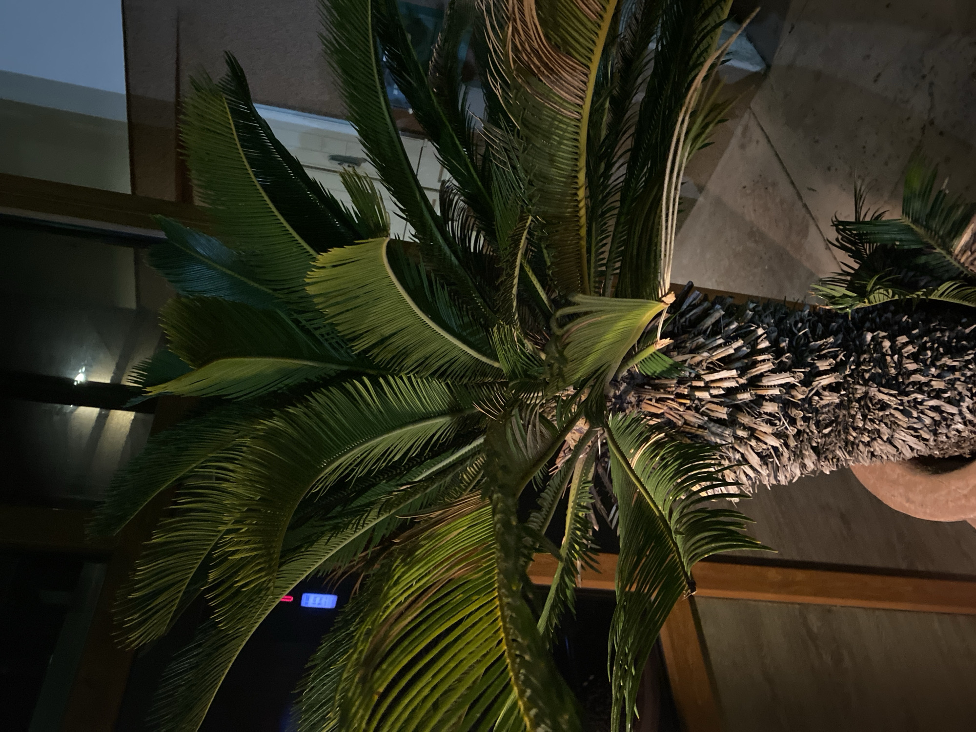 The image depicts a sago palm with a thick, textured trunk. Its fronds are a vibrant green, arching outwards. The palm appears to be in a planter. The background includes a window and what seems to be an exterior patio or walkway. The lighting indicates it's either evening or night. There is no indication of the specific location in Budva, Montenegro. There are no people visible.