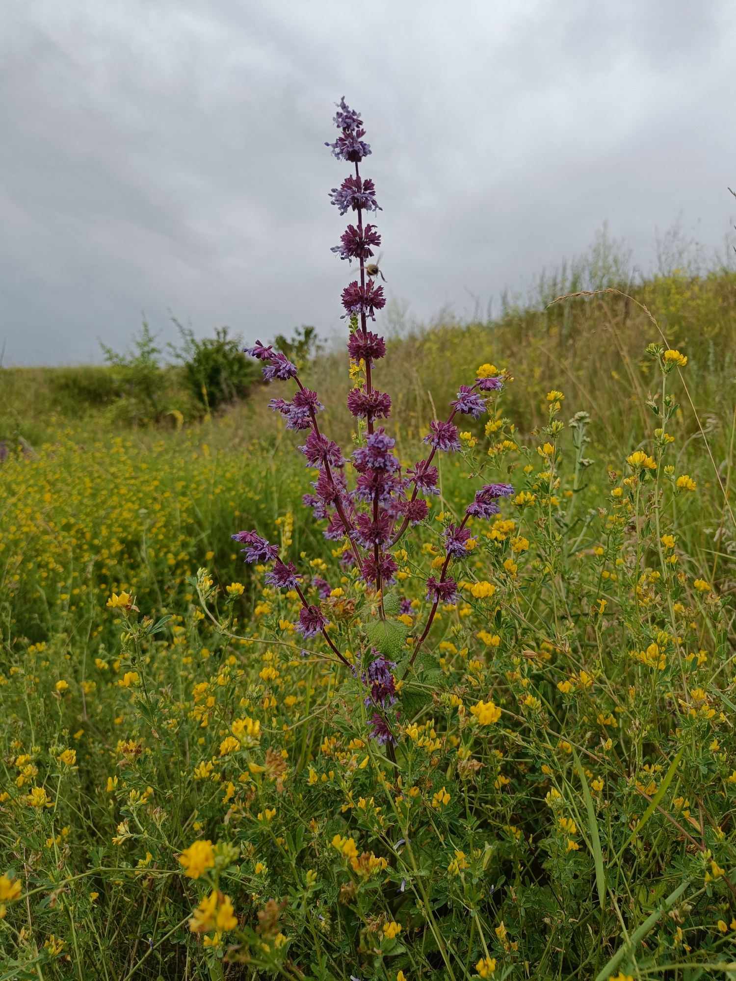 An outdoor, eye-level, medium shot captures a wild sage plant with purple flowers standing tall in a meadow filled with small yellow flowers and green grass under a cloudy sky. The sage plant is the primary subject, positioned centrally in the frame, with its spiky purple blooms reaching upwards. The meadow extends into the background, with gently sloping hills covered in grass and vegetation. The sky is overcast, with a muted grey hue. No people or animals are visible in the image. The scene appears to be a natural landscape, possibly in the village of Zhyhalivka, Ukraine, given the context.
