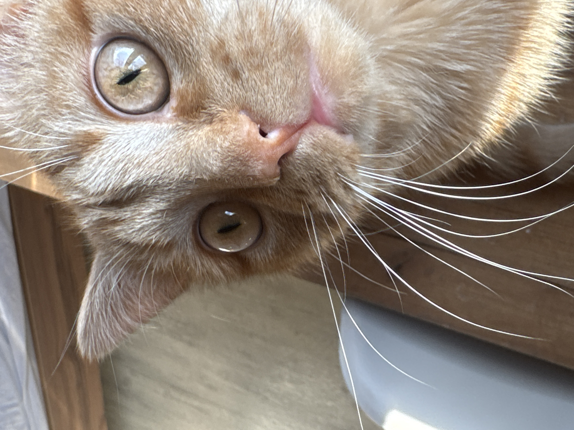 A close-up photograph captures the face of an orange tabby cat, viewed from a high angle with its head tilted, giving an inverted perspective. The cat's large, round eyes, which are a light amber or hazel color, dominate the frame. Their vertical slit pupils are visible, along with distinct reflections of a bright light source, likely a window, in the upper part of each iris. A small, pink nose is prominent in the center of its face. Long, white whiskers radiate outwards from the cat's muzzle, curving gently.
The cat's fur is a mix of warm ginger and lighter cream tones, particularly around its eyes and under its chin. The fur appears soft and well-groomed under the bright, natural illumination, which highlights its texture. Part of one ear is visible on the left side of the frame. The background is softly blurred, showing warm, light brown and grey tones, suggestive of wooden surfaces and an indoor environment. The strong lighting indicates it is daytime. The cat is looking directly towards the viewer with an alert and curious expression. There is no visible text in the image. Although provided with the location context of Noviy, Russia, the image itself does not contain any specific visual cues to identify this location.