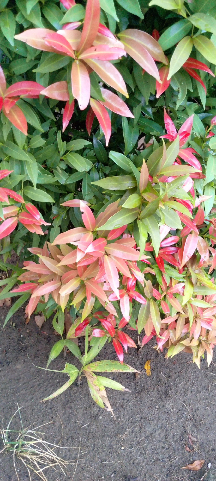 A close-up, top-down view captures a dense shrub with vibrant foliage. The leaves exhibit a gradient of colors, ranging from deep green to striking shades of red and pink, particularly on the new growth. Some leaves appear wet, possibly from recent rain or dew, and a few have minor imperfections like small holes or browning edges. The shrub is rooted in dark, loamy soil, which is visible at the bottom of the frame. Scattered across the soil are a few dry leaves and blades of grass. The overall impression is of a well-established, healthy plant in a natural, outdoor setting within Baratpayaitek, Indonesia.